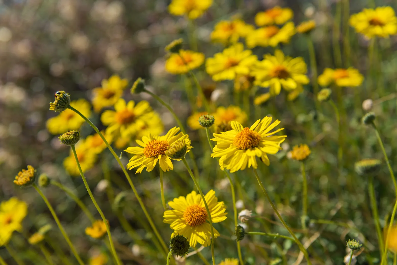 Desert Encelia (Encelia Farinosa) — shrub with yellow blooms