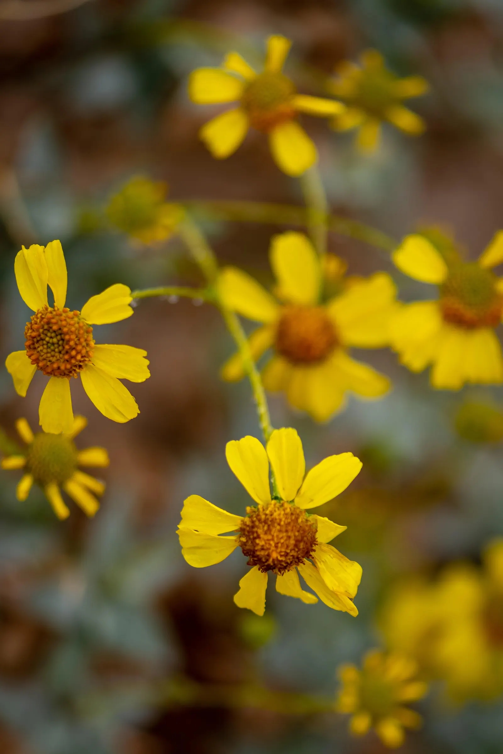 Desert Encelia (Encelia Farinosa) — desert-inspired landscape
