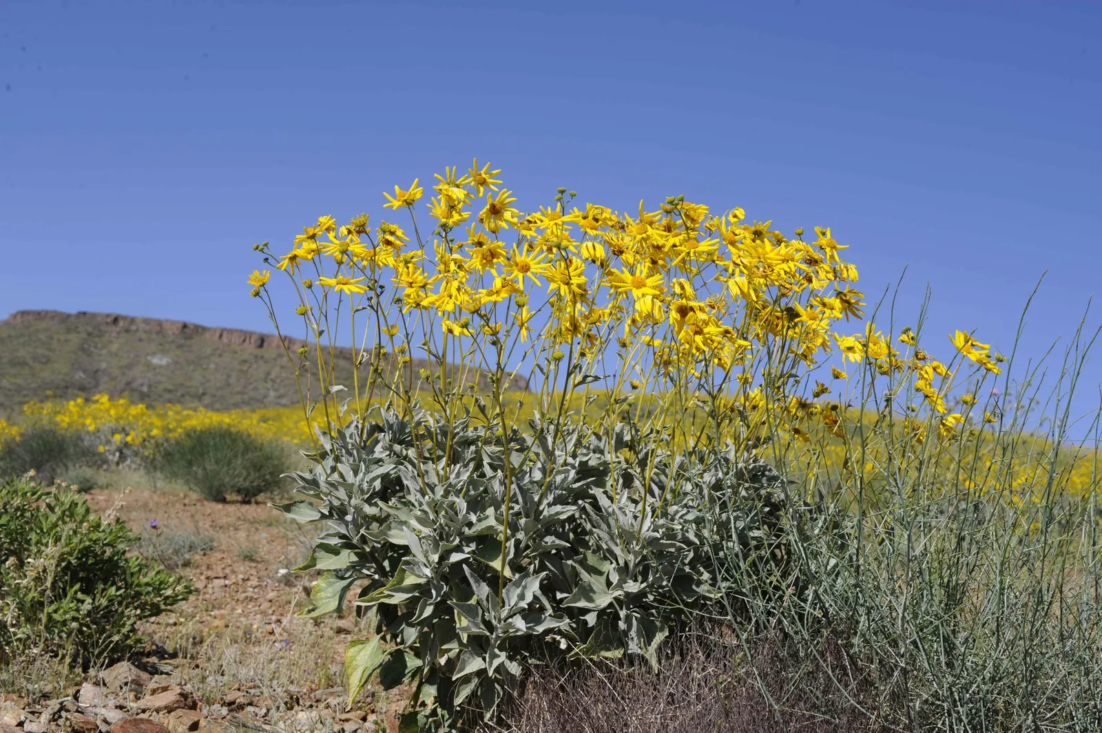 Desert Encelia (Encelia Farinosa) — requiring minimal water once established