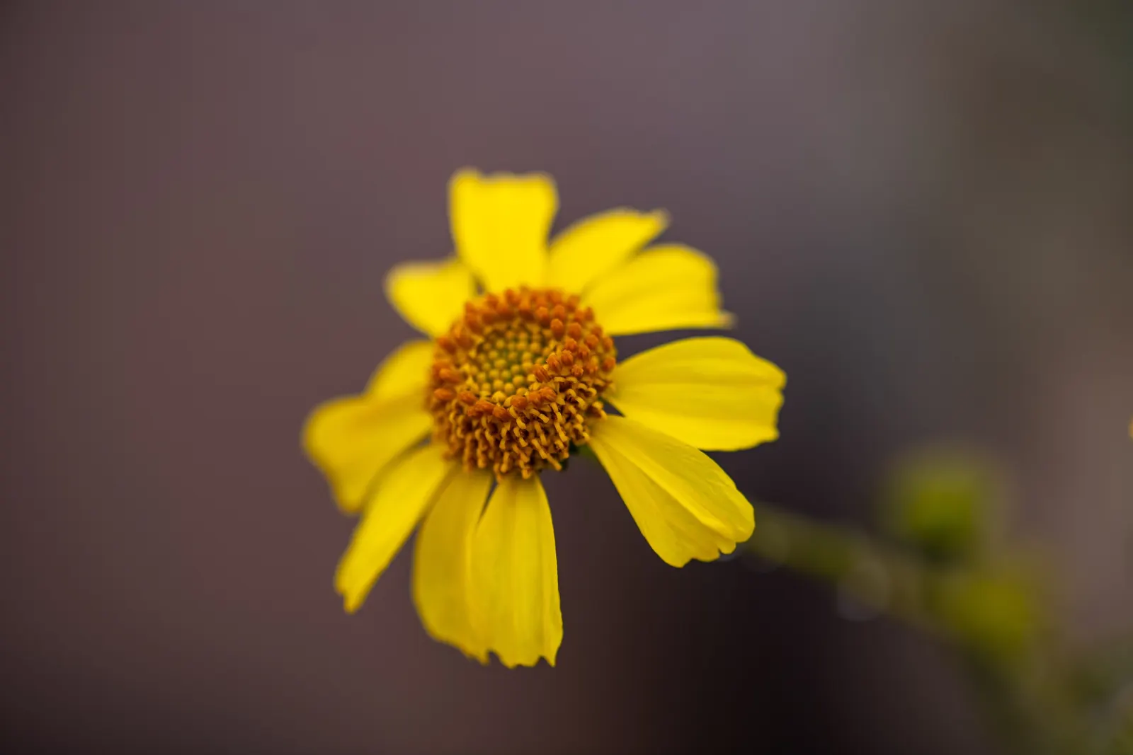 Desert Encelia (Encelia Farinosa) — it‚Äôs a low-maintenance choice; the Desert Encelia is an excellent choice for gardeners aiming for a natural, image 107