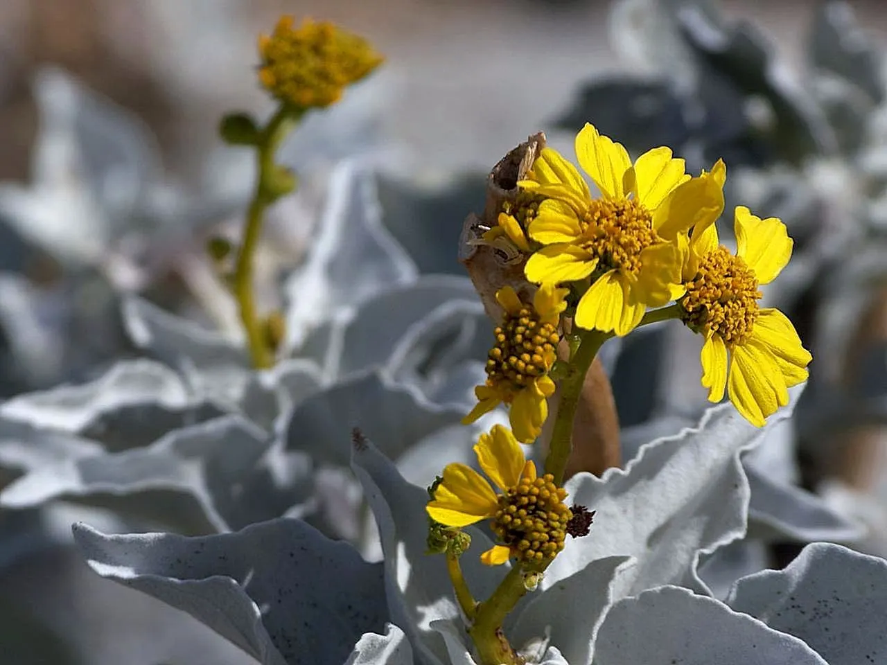 Desert Encelia (Encelia Farinosa) — thus reducing water loss and protecting the plant from the intense desert heat; minimal supplemental watering, image 64