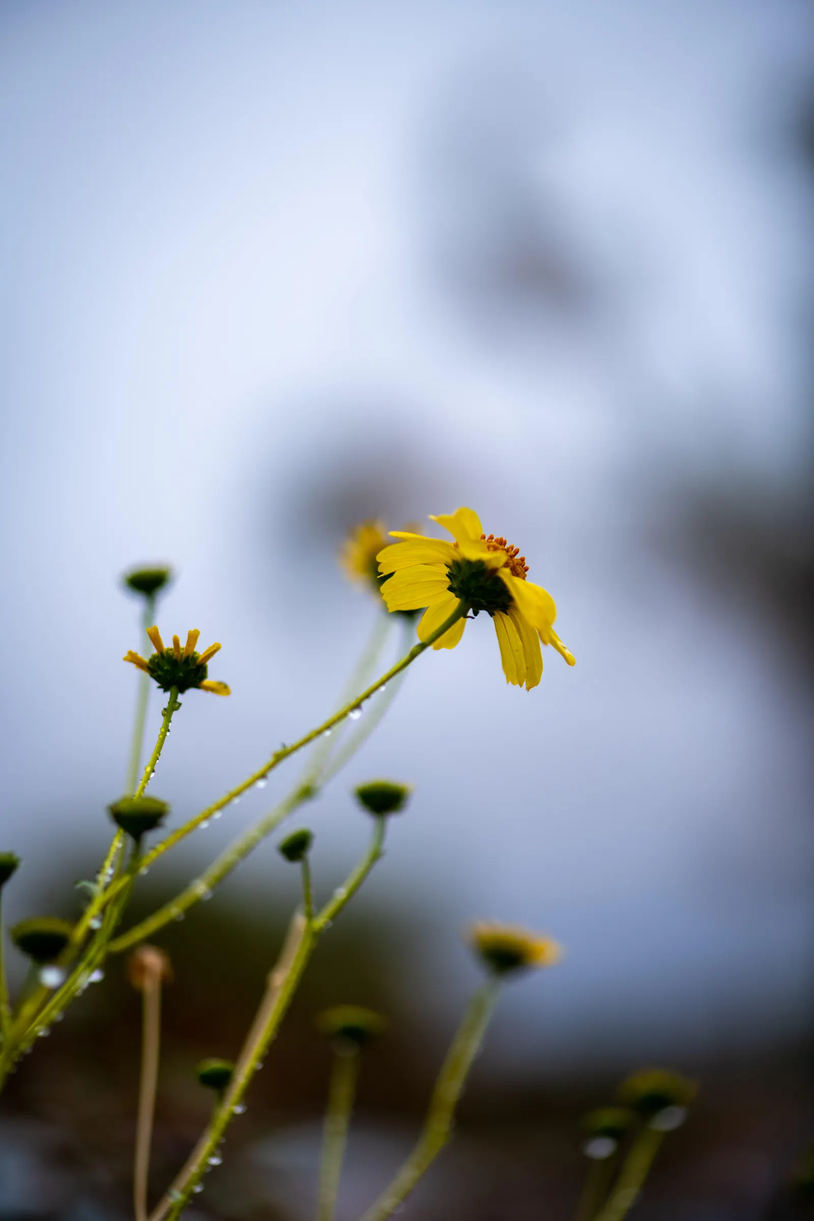 Desert Encelia (Encelia Farinosa) — It boasts silvery-gray foliage reaching up to 3 feet in height and width