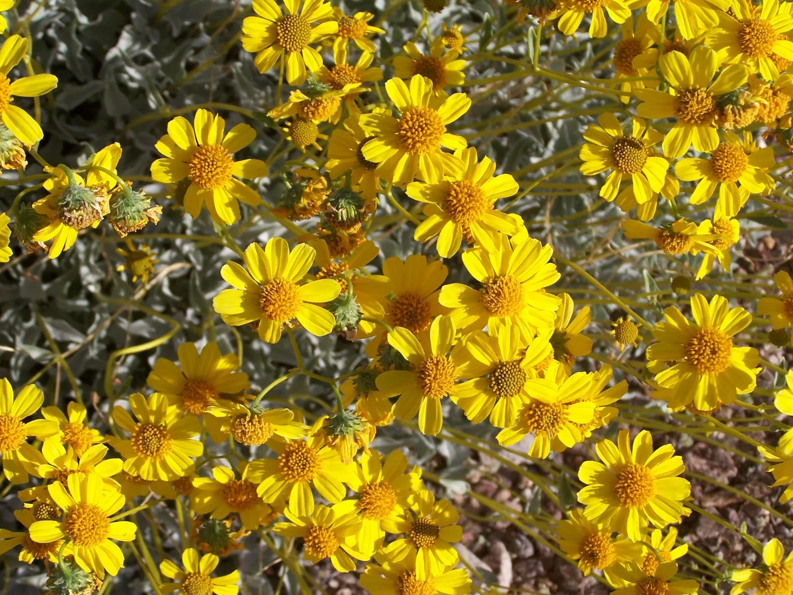 Desert Encelia (Encelia Farinosa) — epitomizing the beauty and toughness of desert flora