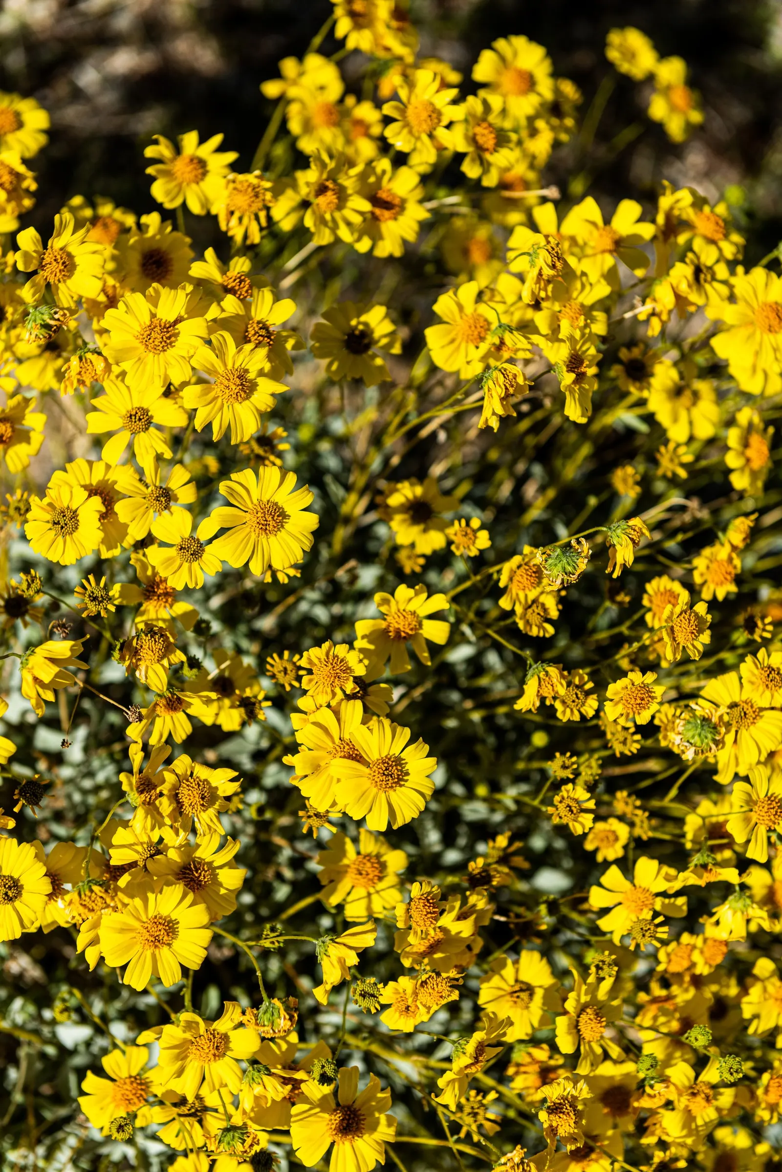 Desert Encelia (Encelia Farinosa) — Desert Encelia blooms from early spring to late summer; commonly termed Brittlebush, image 115