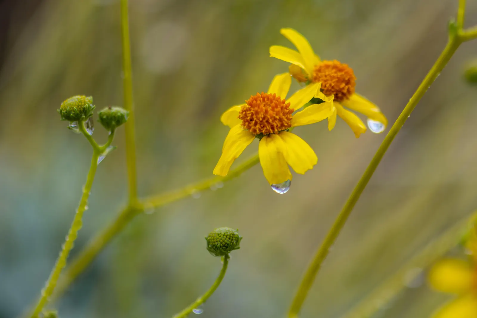 Desert Encelia (Encelia Farinosa) — yellow flowers in the garden