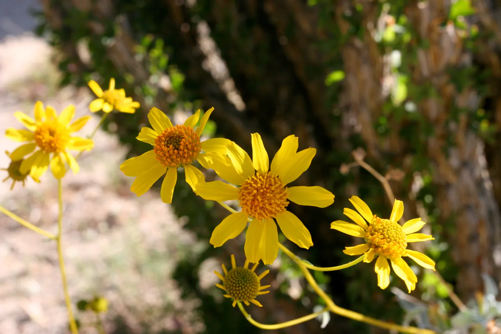 Desert Encelia (Encelia Farinosa) — it‚Äôs a low-maintenance choice; the Desert Encelia is an excellent choice for gardeners aiming for a natural, image 82