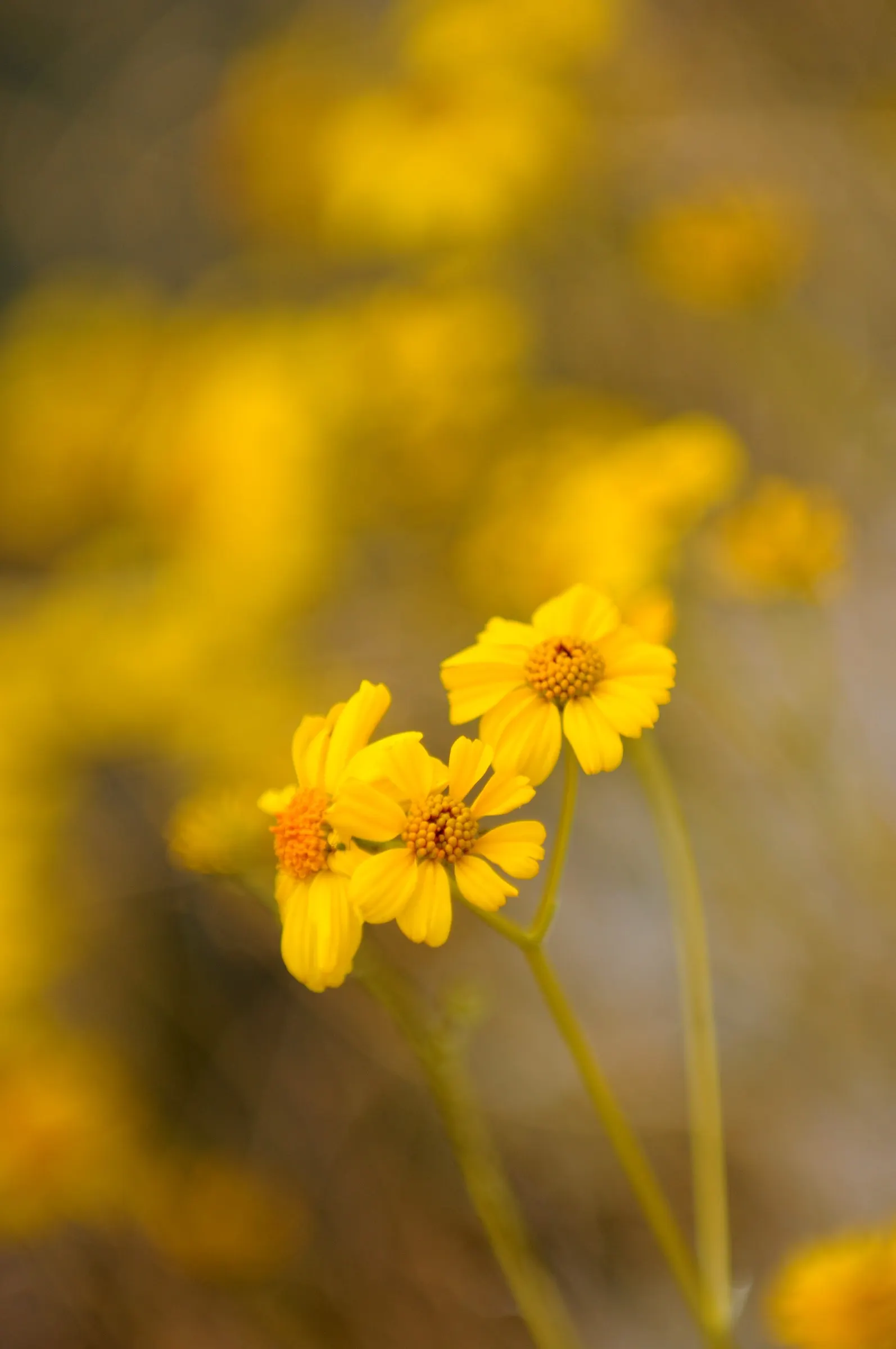 Desert Encelia (Encelia Farinosa) — it‚Äôs a low-maintenance choice