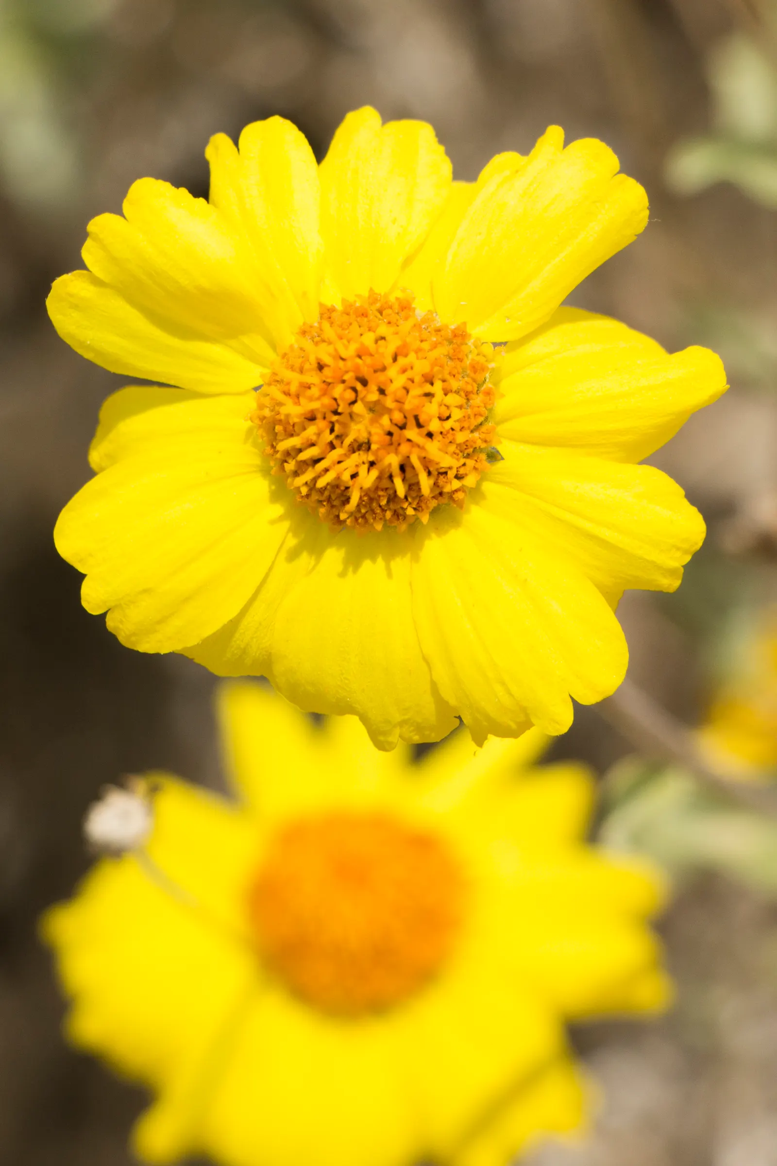 Desert Encelia (Encelia Farinosa) — Desert Encelia blooms from early spring to late summer; commonly termed Brittlebush, image 65