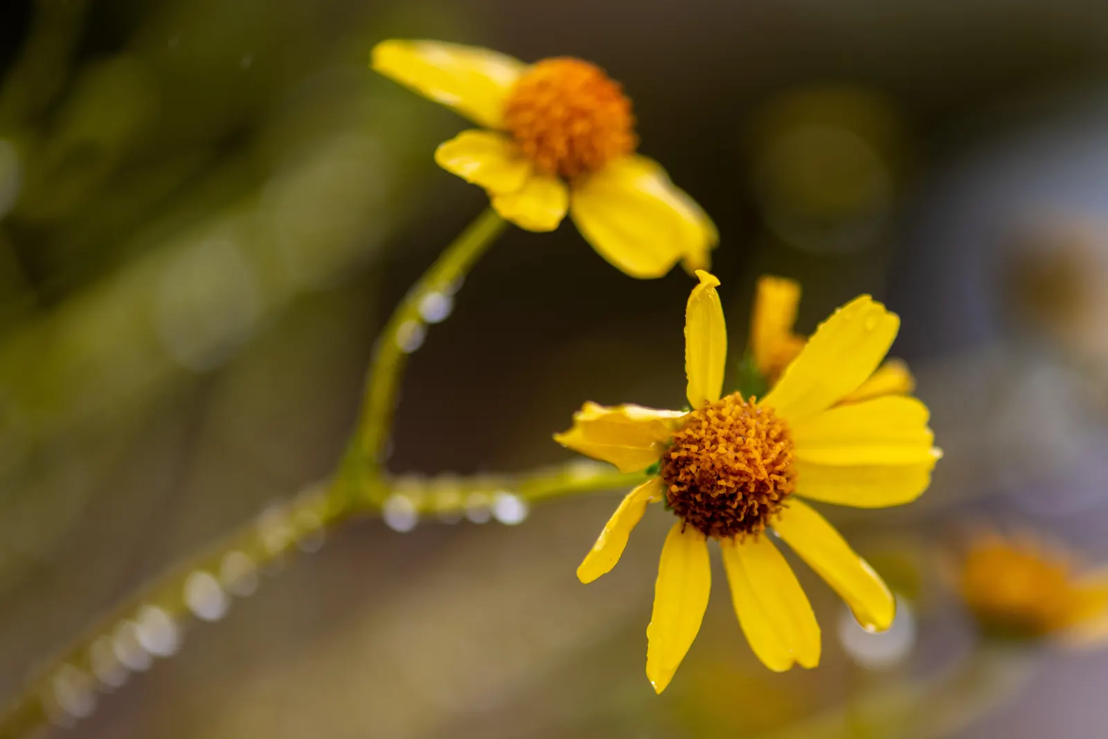 Desert Encelia (Encelia Farinosa) — It thrives in full sun exposure