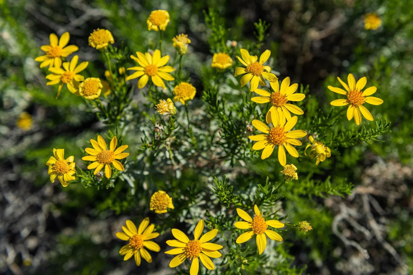 Desert Encelia (Encelia Farinosa) — The Desert Encelia (Encelia farinosa); it boasts silvery-gray foliage reaching up to 3 feet in height and width