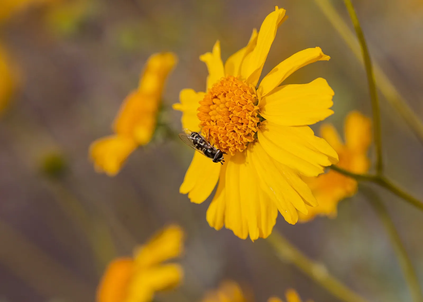 Desert Encelia (Encelia Farinosa) — scientifically known as Encelia farinosa