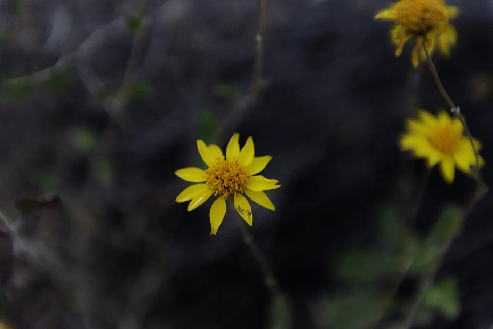 Desert Encelia (Encelia Farinosa) — Springtime yields bright yellow daisy-like flowers, adding a vivid splash to xeriscaped gardens