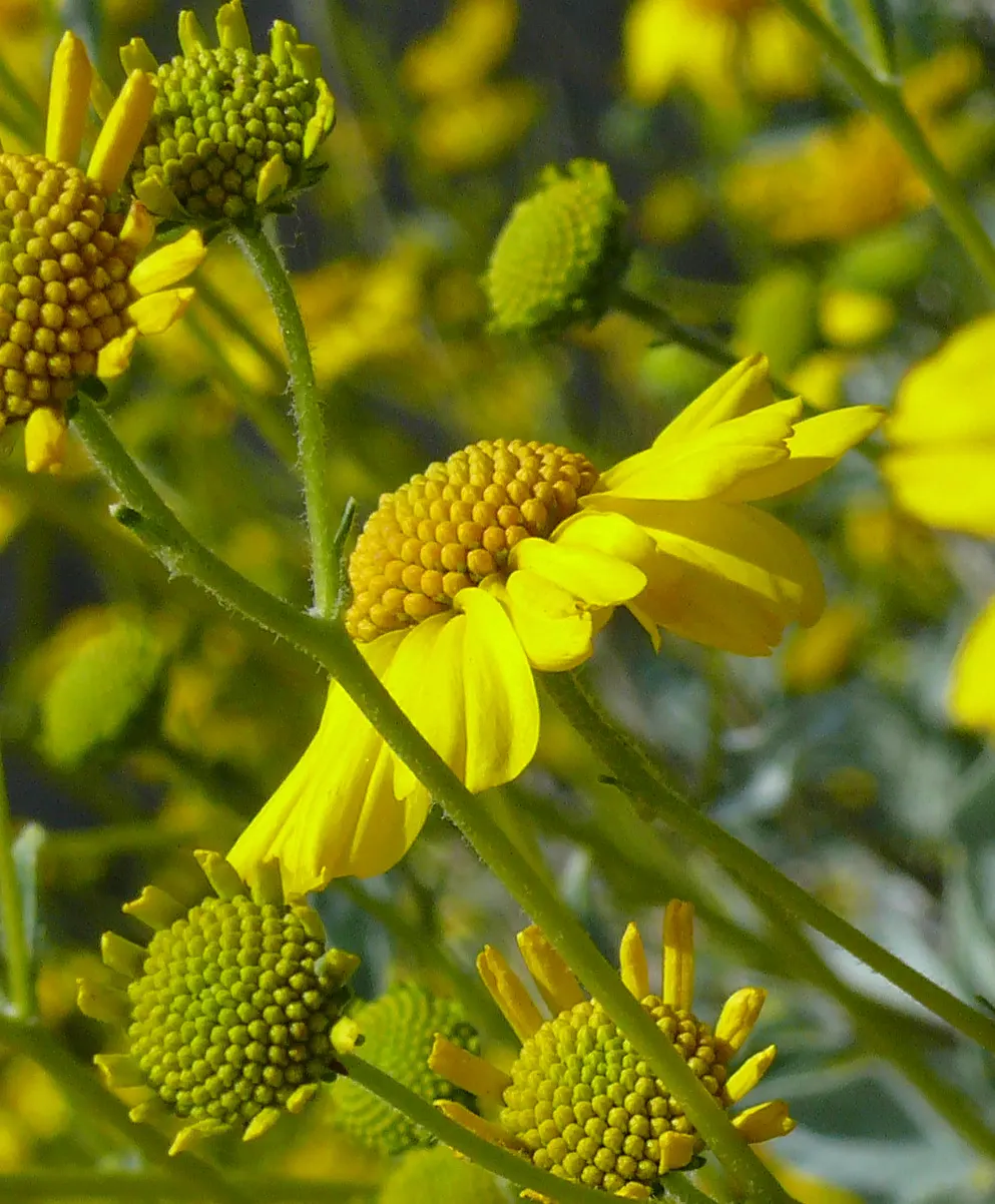 Desert Encelia (Encelia Farinosa) — daisy-like flowers that are approximately 1 to 2 inches in diameter; epitomizing the beauty and toughness of, image 66