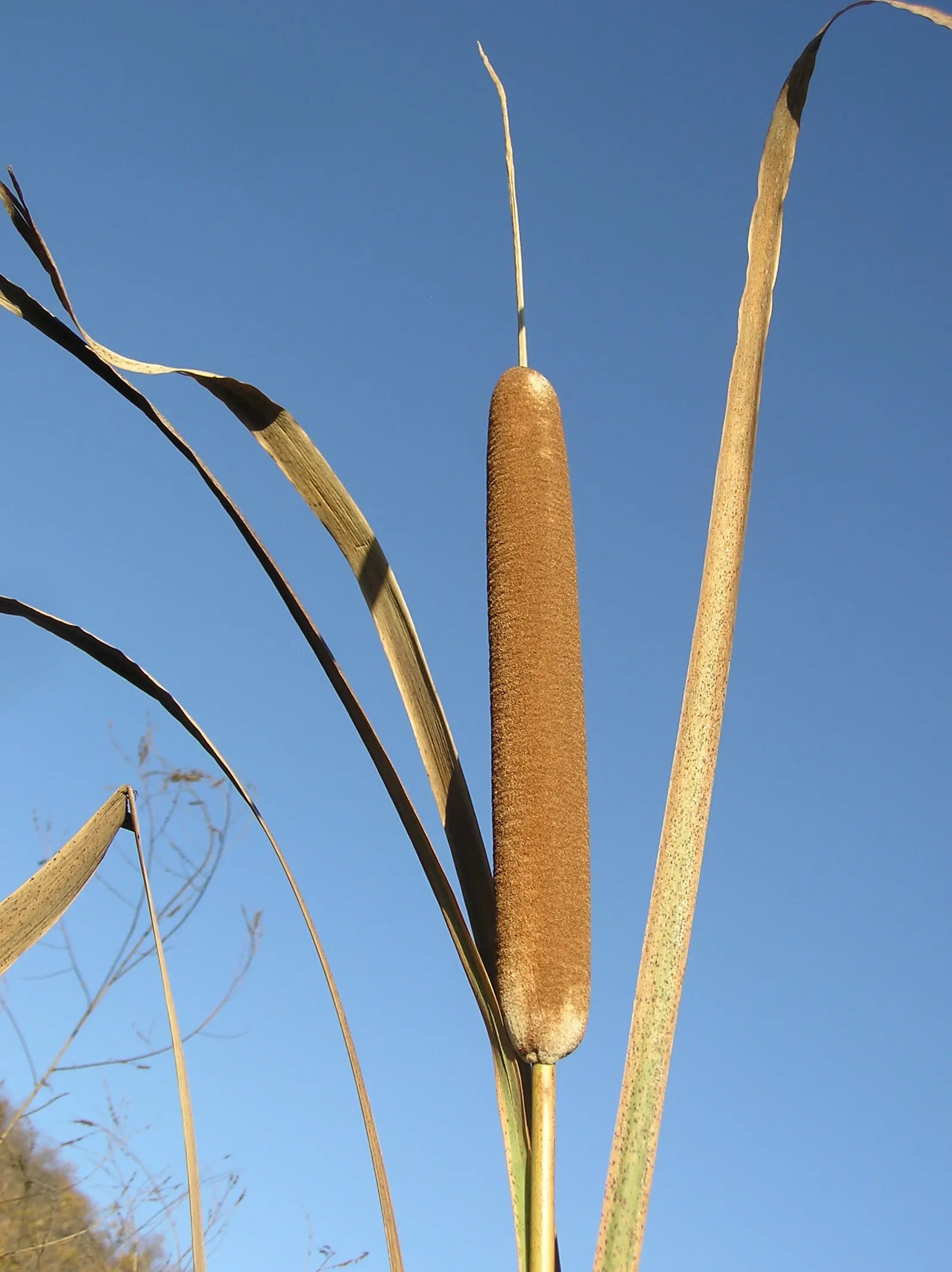 Tule (Typha Domingensis) — aquatic / perennial for full or half or shade