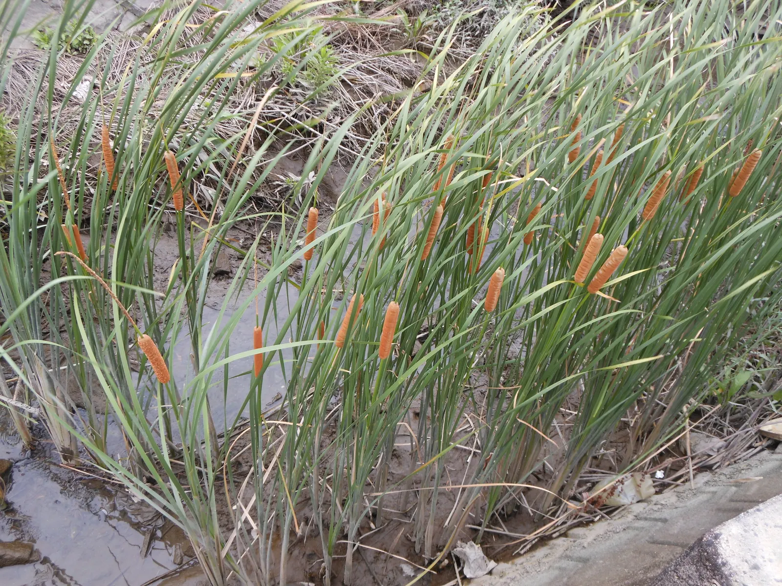 Tule (Typha Domingensis) — Sturdy upright stalks topped with cylindrical brown flower spikes characterize this wetland native; blooming occurs in, image 50