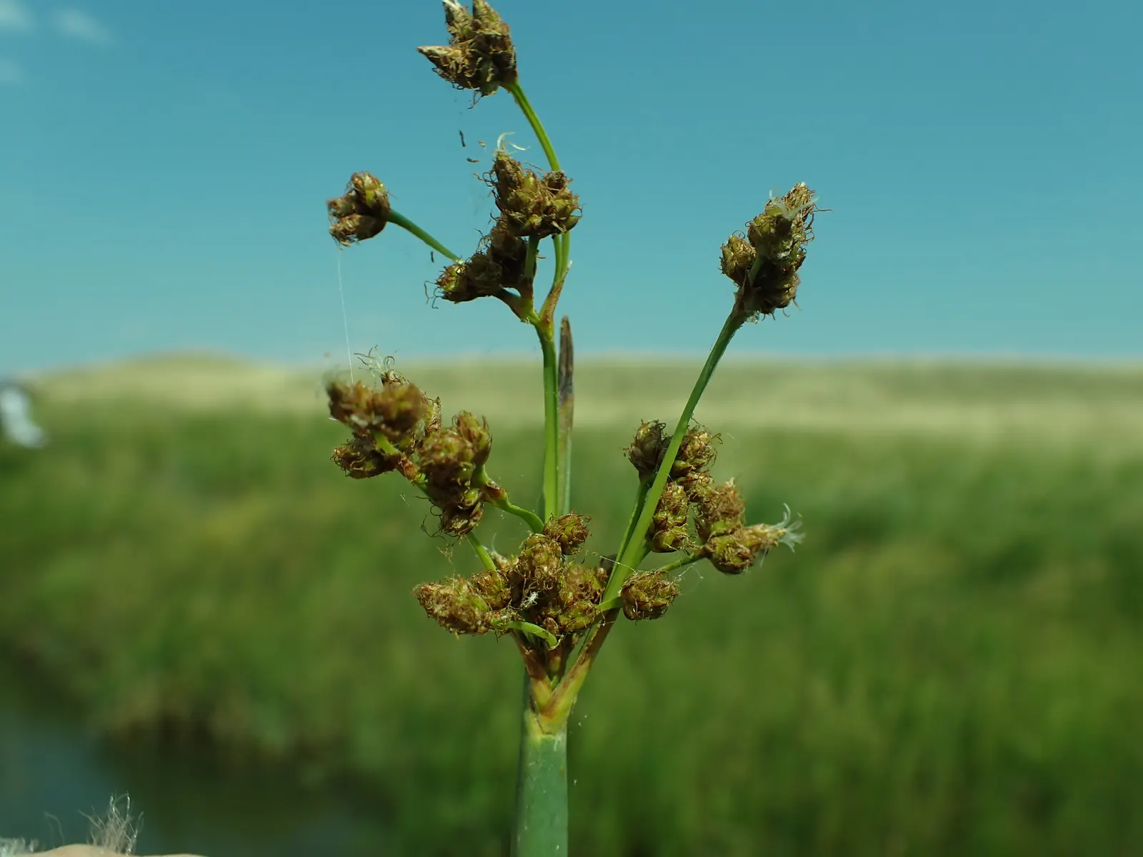 Tule (Typha Domingensis) — aquatic / perennial with white blooms; offering both aesthetic appeal and ecological benefits
