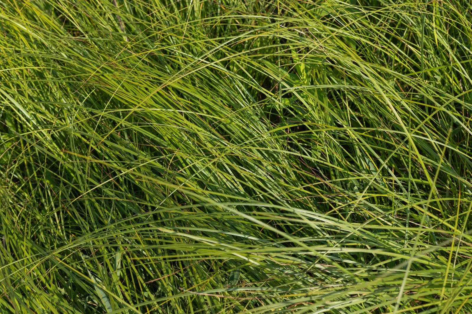 Tule (Typha Domingensis) — they may need to be managed to prevent excessive spreading and maintain the designed landscape aesthetic