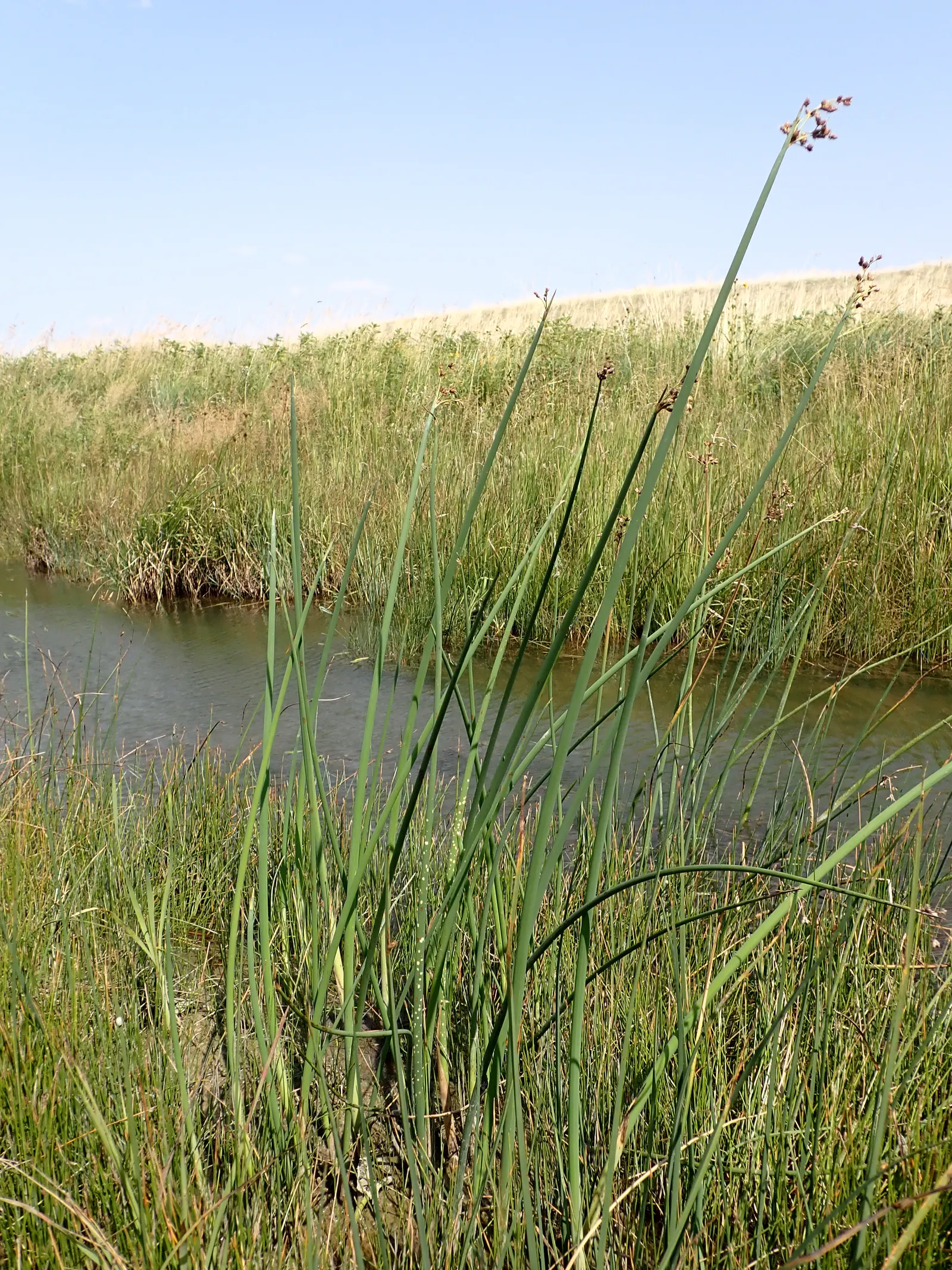 Tule (Typha Domingensis) — The Tule, or Typha domingensis, is a robust perennial marsh plant reaching heights of 4 to 6 feet