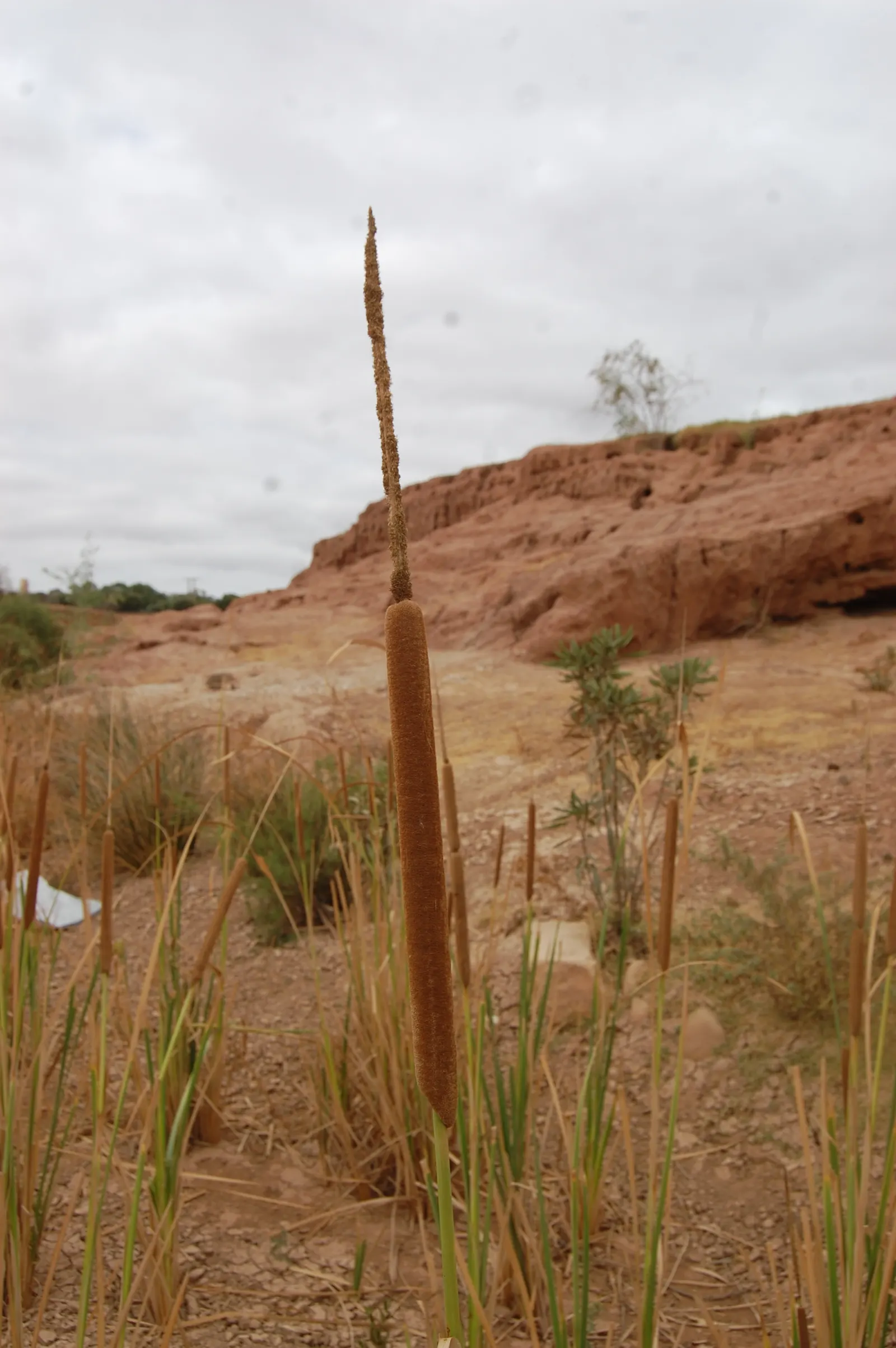 Tule (Typha Domingensis) — sausage-like female flower spikes are especially notable for their fluffy; and the shallow edges of ponds and lakes
