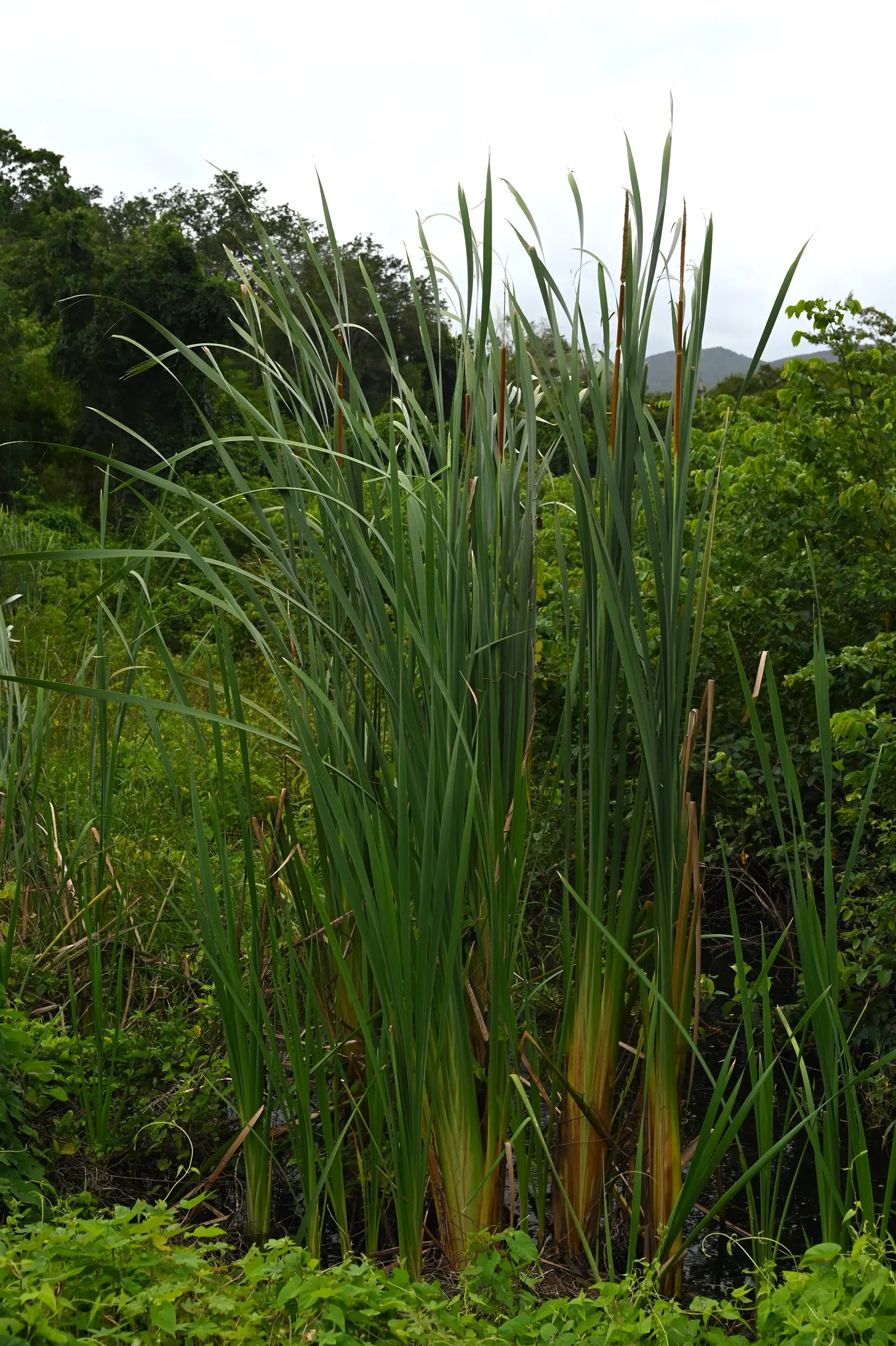 Tule (Typha Domingensis) — offering both aesthetic appeal and ecological benefits