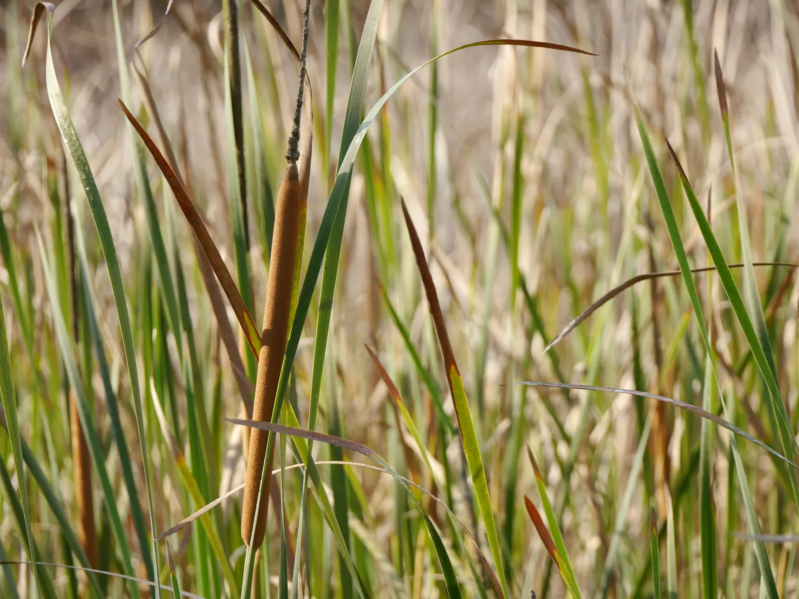 Tule (Typha Domingensis) — which disperse in the wind during fall.<br><br>Tules are versatile in landscape design; their dense root systems excel at filtering