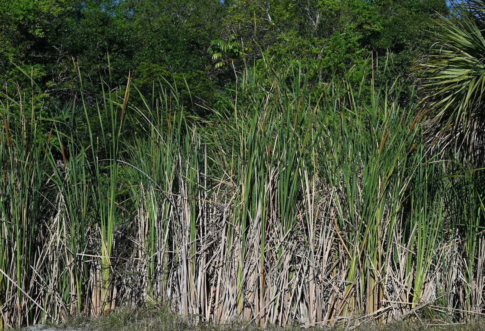 Tule (Typha Domingensis) — Zone 7-11 hardiness ensures broad applicability