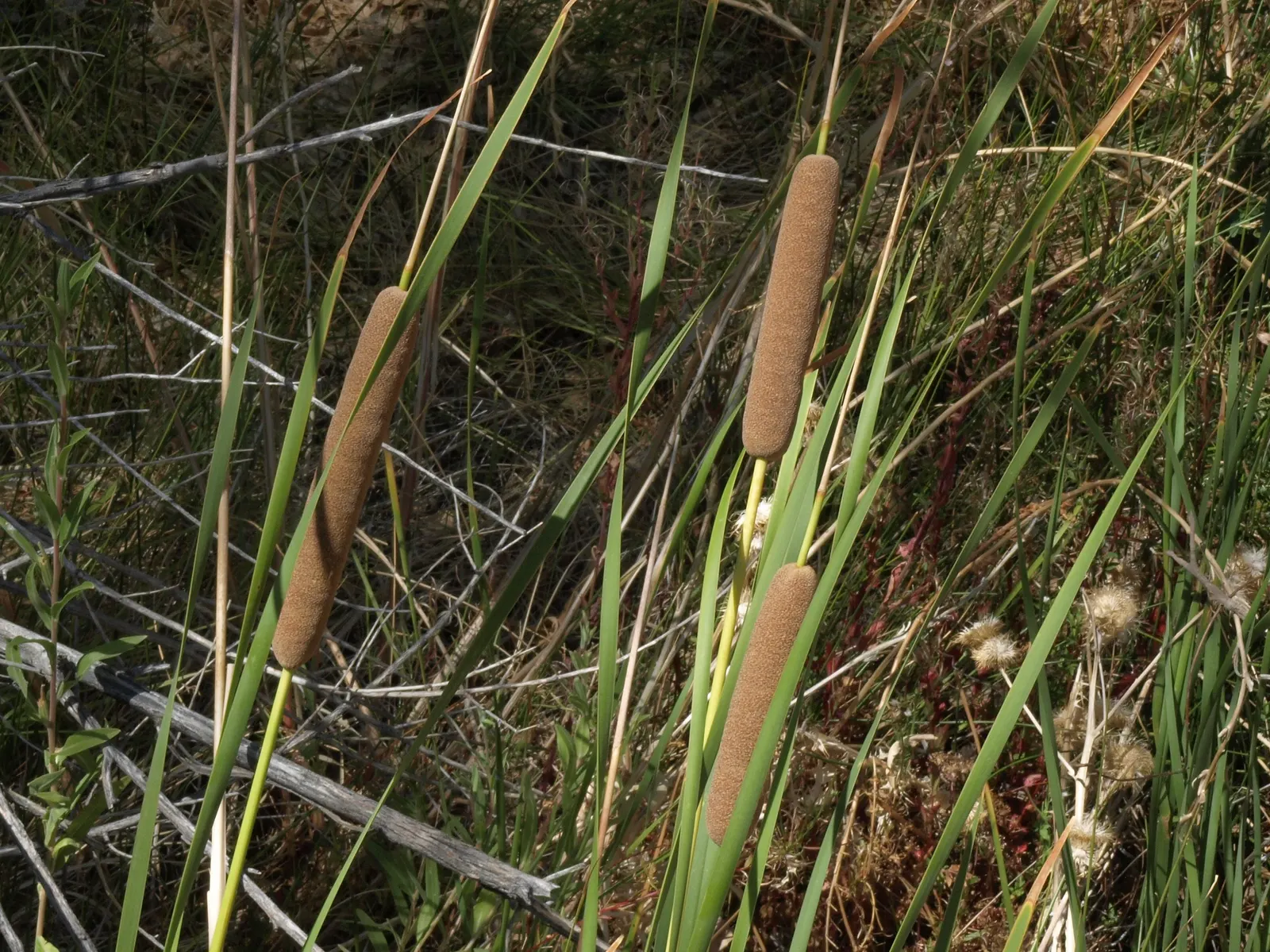 Tule (Typha Domingensis) — Zone 7-11 hardiness ensures broad applicability; vertical element and can be used to craft natural screens or to add, image 54