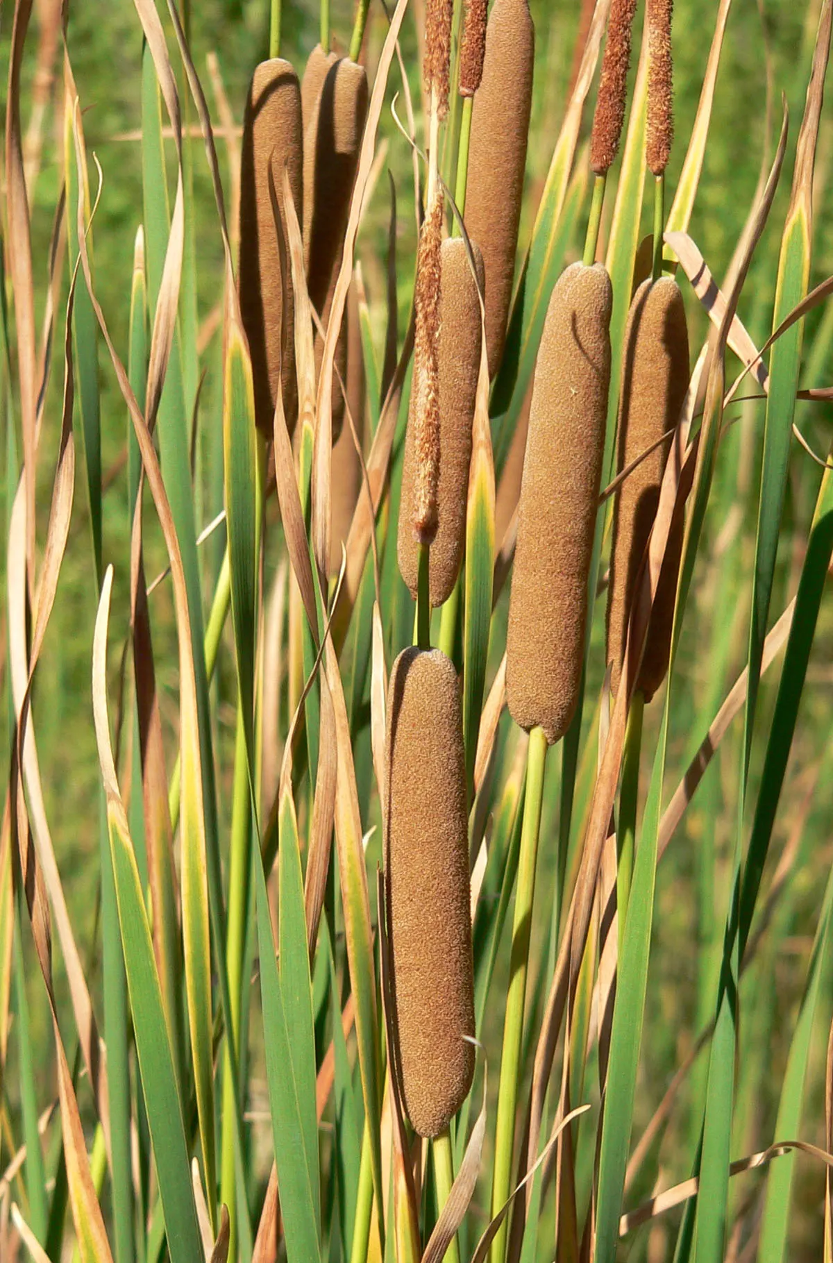 Tule (Typha Domingensis) — vertical element and can be used to craft natural screens or to add greenery along water features; zone 7-11 hardiness ensures broad