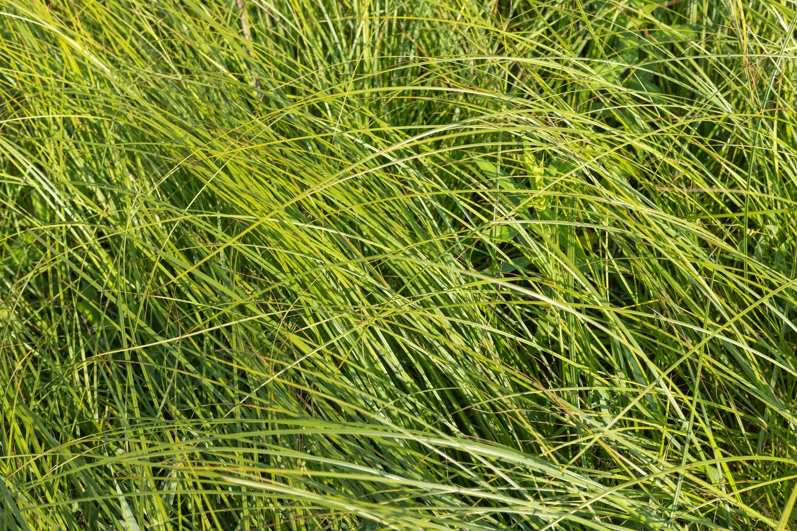 Tule (Typha Domingensis) — reflecting their natural habitat conditions