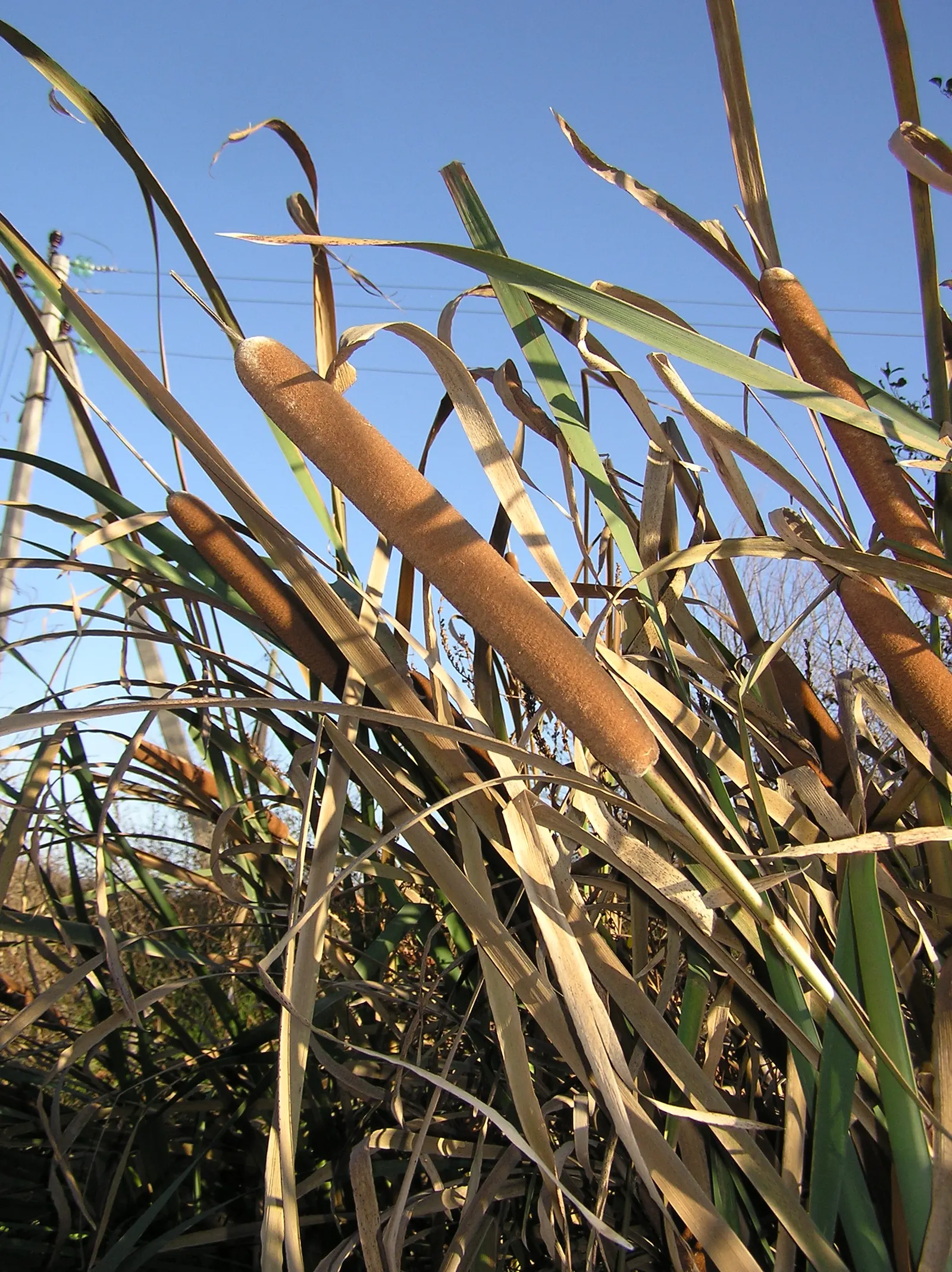 Tule (Typha Domingensis) — is an emergent aquatic plant that thrives in marshes