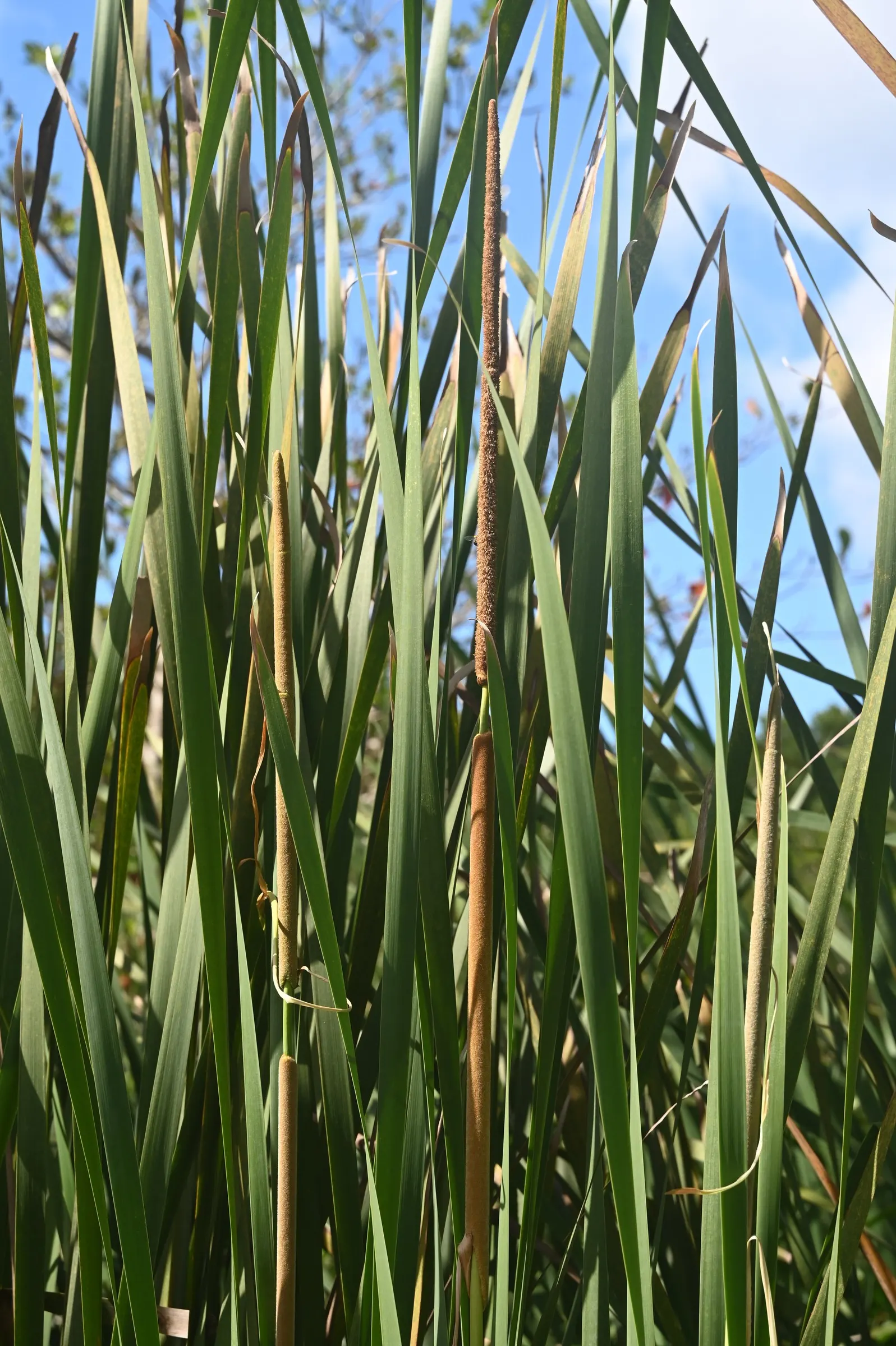 Tule (Typha Domingensis) — With a spread of 3 to 6 feet, these plants require ample space to accommodate their growth habit