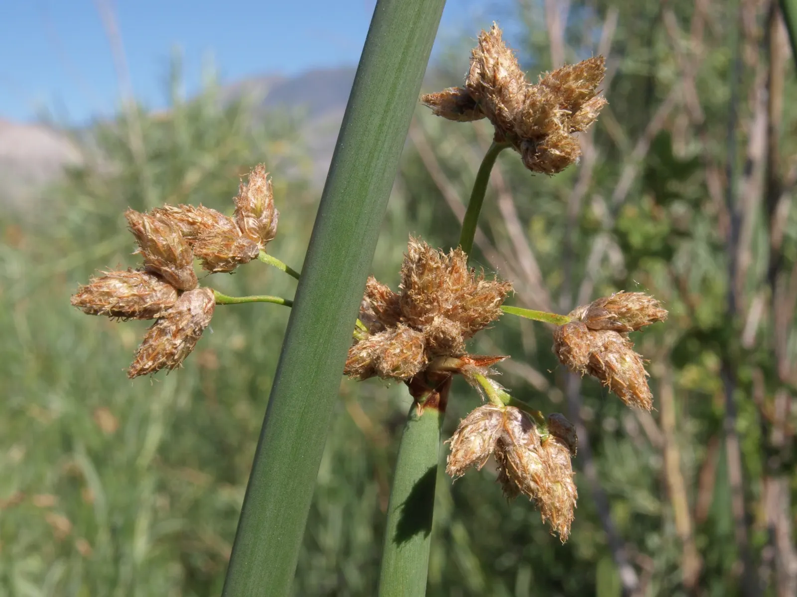 Tule (Typha Domingensis) — which disperse in the wind during fall.<br><br>Tules are versatile in landscape design