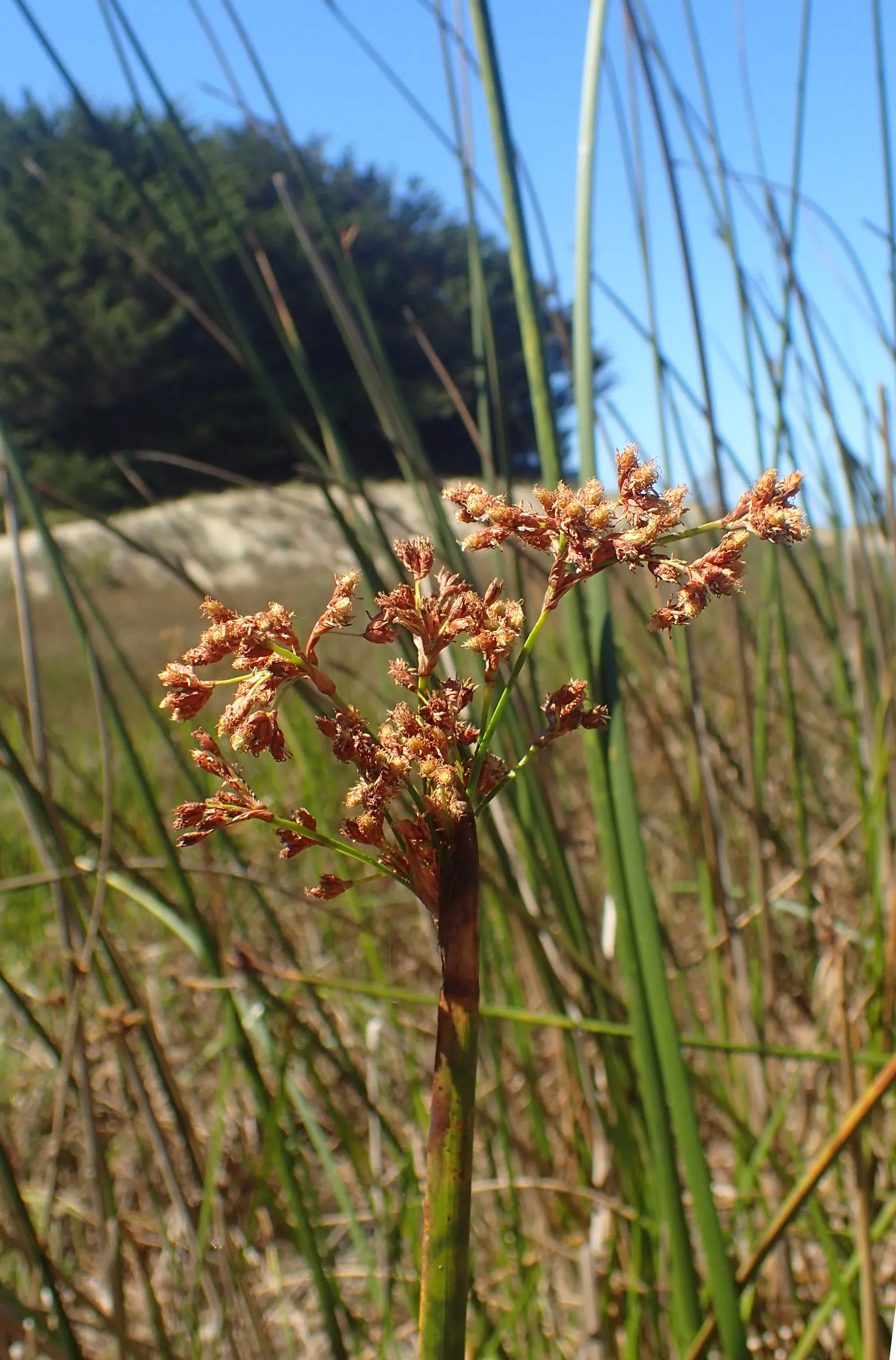 Tule (Typha Domingensis) — often referred to as Southern Cattail; white flowers in the garden
