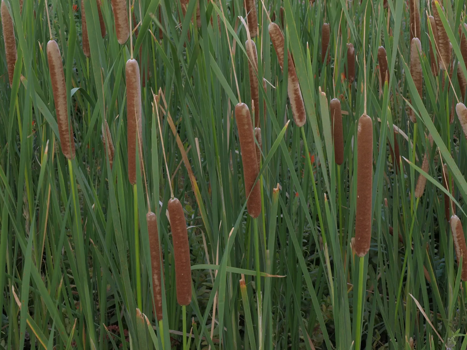Tule (Typha Domingensis) — This robust perennial stands tall, with stalks typically reaching 5 to 9 feet in height; with a spread of 3 to 6 feet, these plants