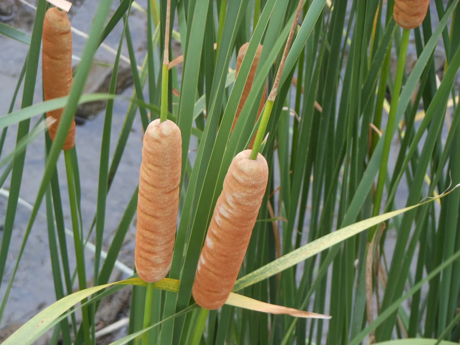 Tule (Typha Domingensis) — The Tule, or Typha domingensis, is a robust perennial marsh plant reaching heights of 4 to 6 feet; making it ideal for water