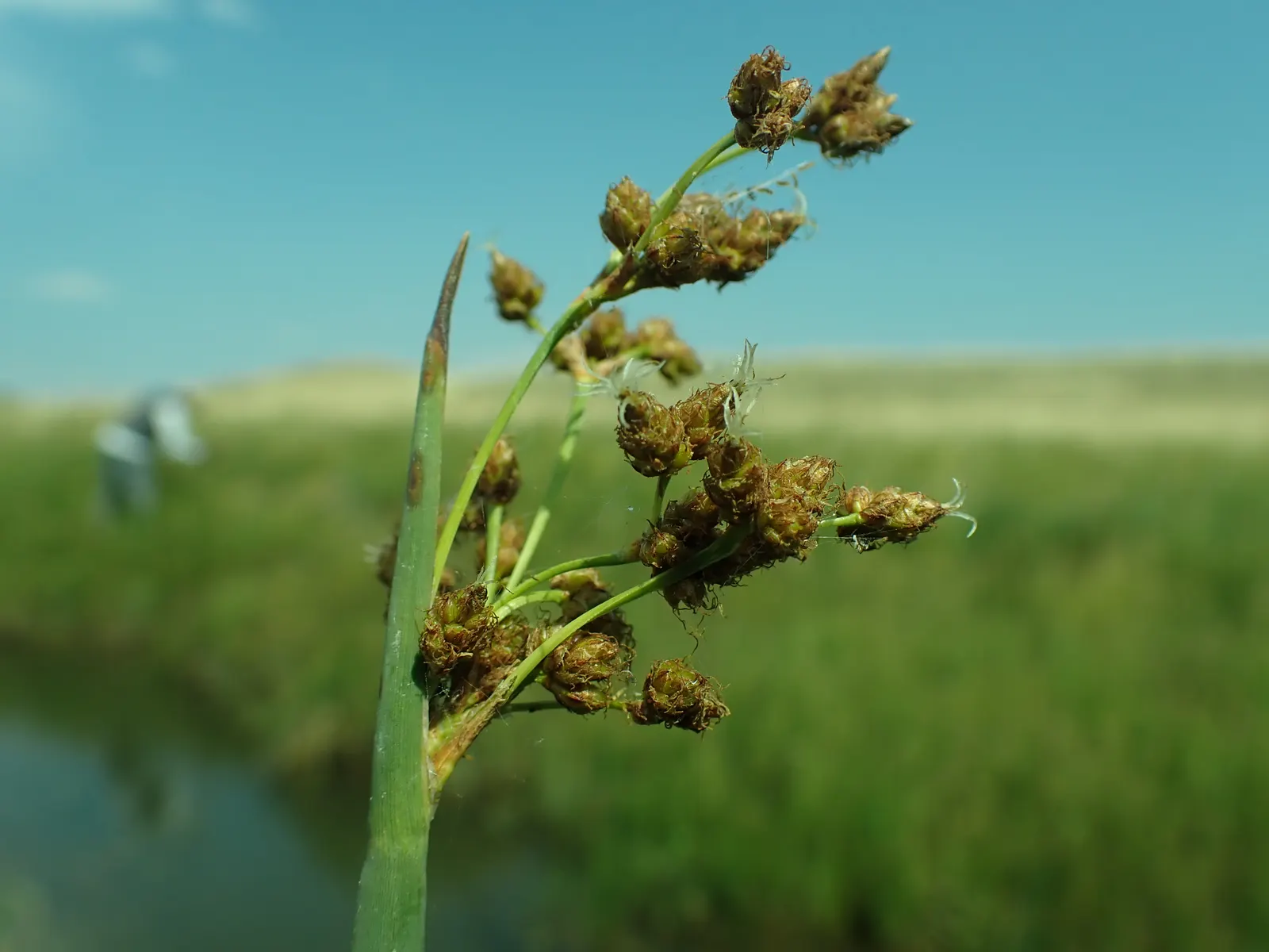 Tule (Typha Domingensis) — is an emergent aquatic plant that thrives in marshes; its dense growth provides habitat for wildlife and effective erosion control