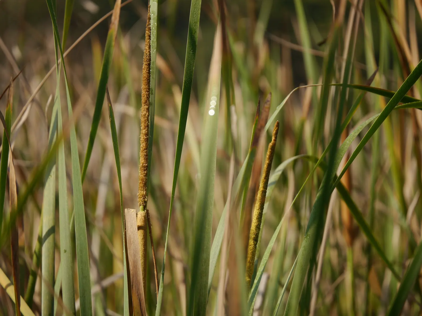 Tule (Typha Domingensis) — they may need to be managed to prevent excessive spreading and maintain the designed landscape aesthetic; aquatic / perennial for