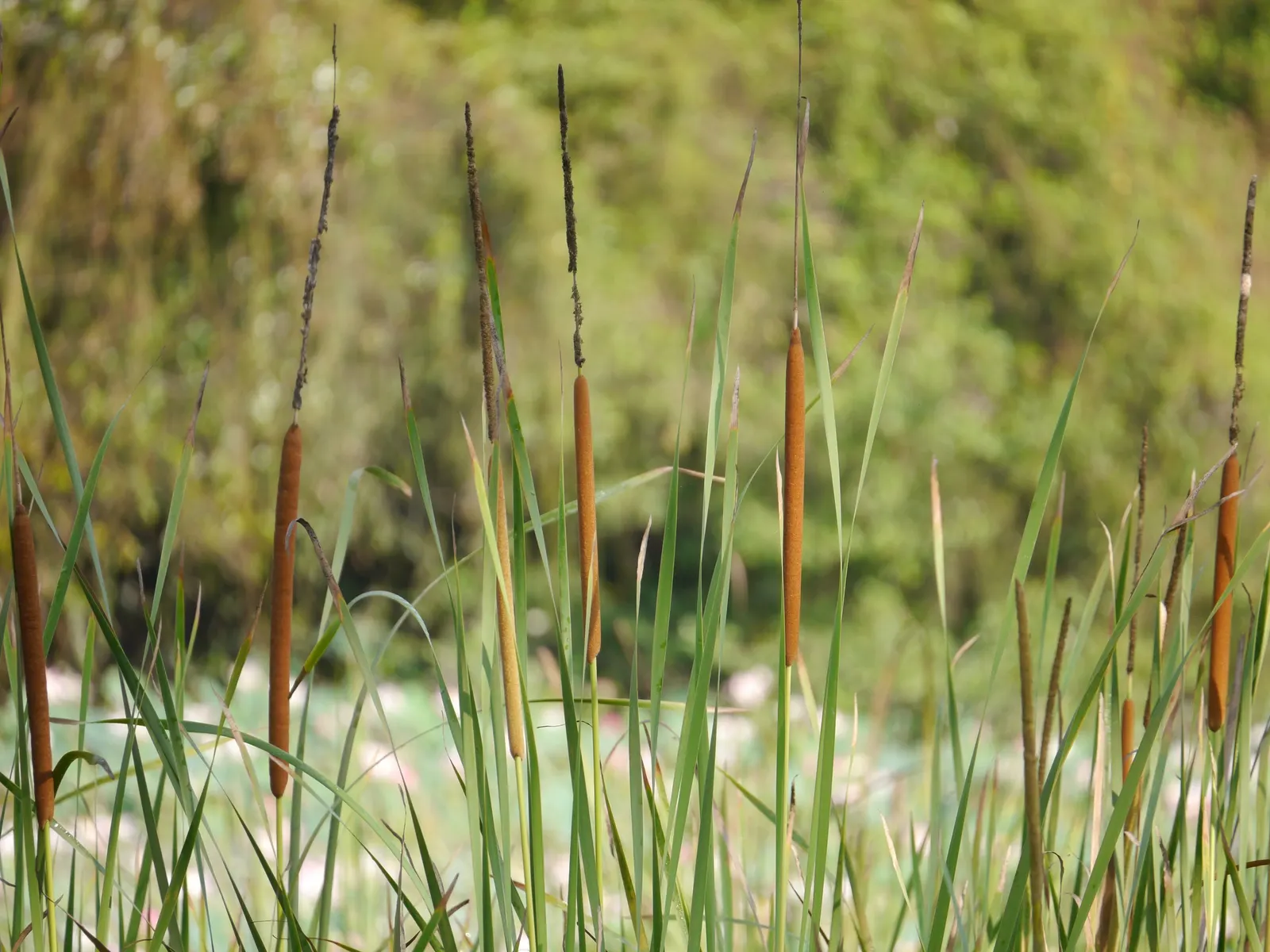 Tule (Typha Domingensis) — Sturdy upright stalks topped with cylindrical brown flower spikes characterize this wetland native