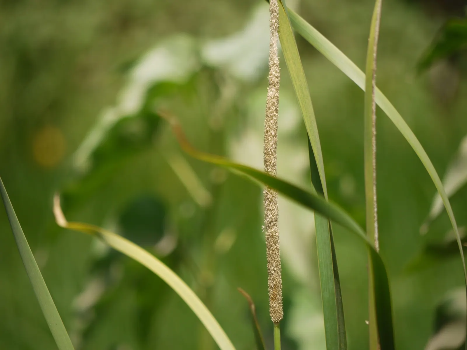 Tule (Typha Domingensis) — their dense root systems excel at filtering water