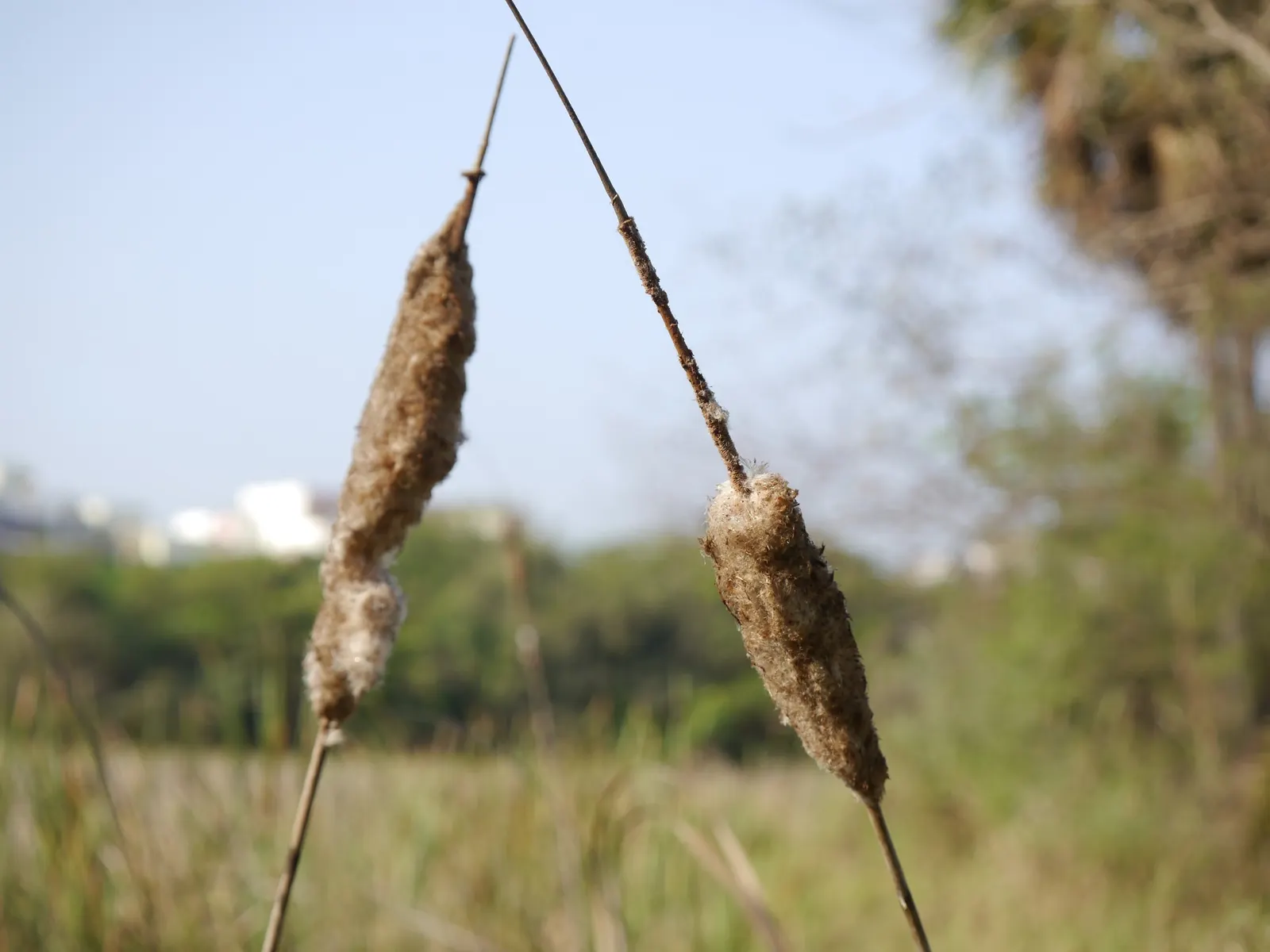 Tule (Typha Domingensis) — their dense root systems excel at filtering water; which disperse in the wind during fall.<br><br>Tules are versatile in landscape