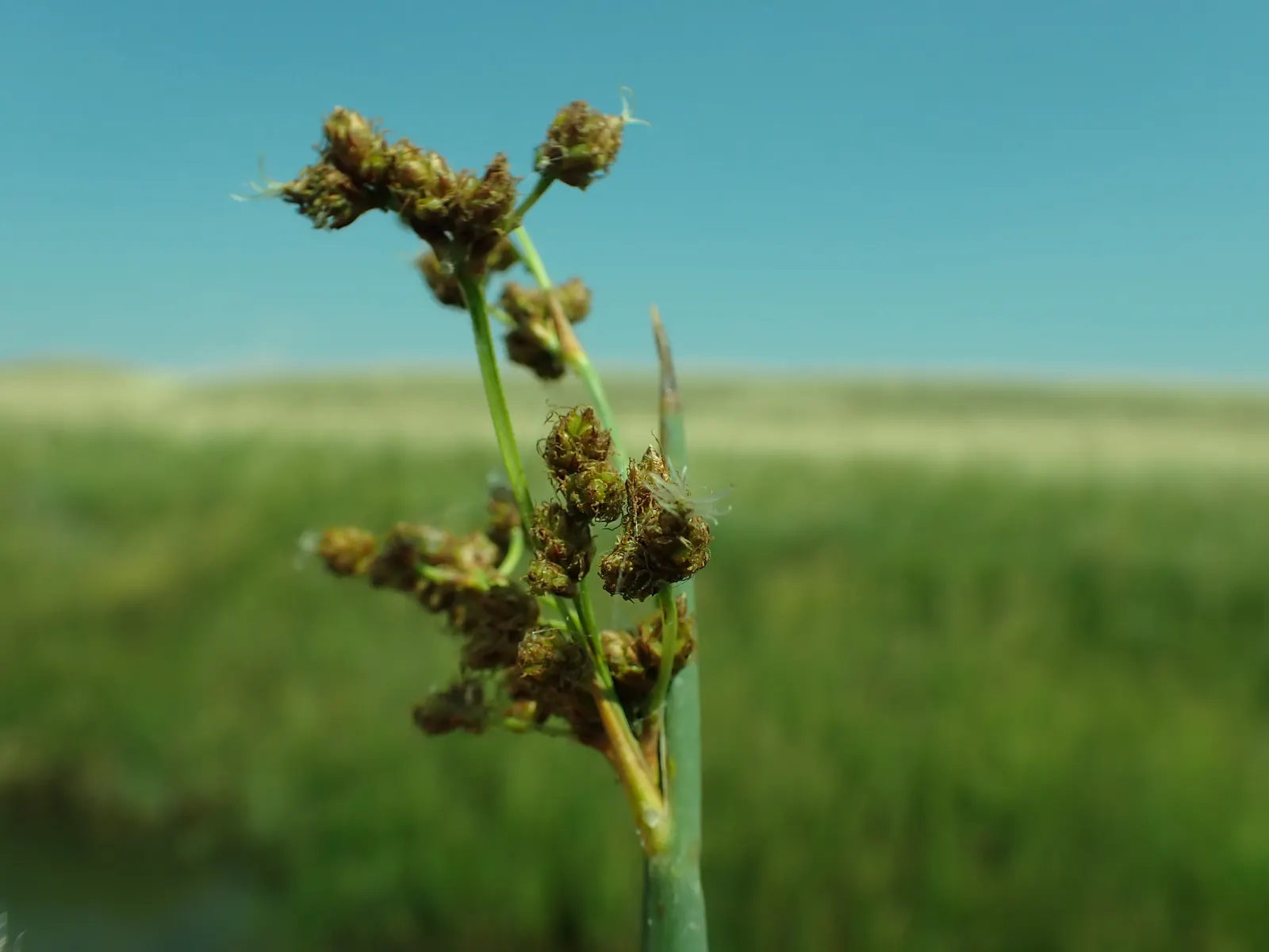 Tule (Typha Domingensis) — aquatic / perennial for full or half or shade; they may need to be managed to prevent excessive spreading and maintain the designed