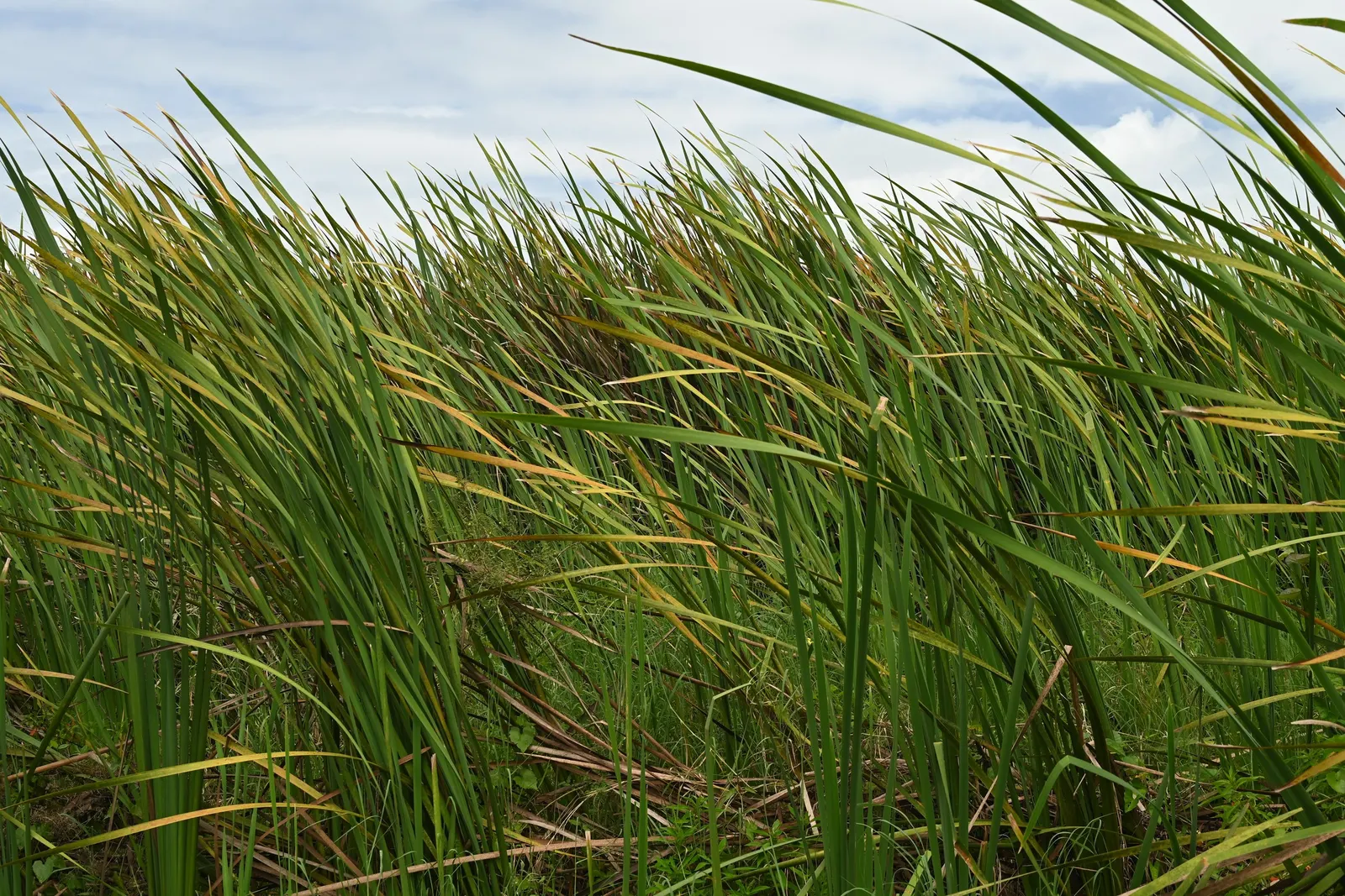 Tule (Typha Domingensis) — Its dense growth provides habitat for wildlife and effective erosion control; is an emergent aquatic plant that thrives, image 53