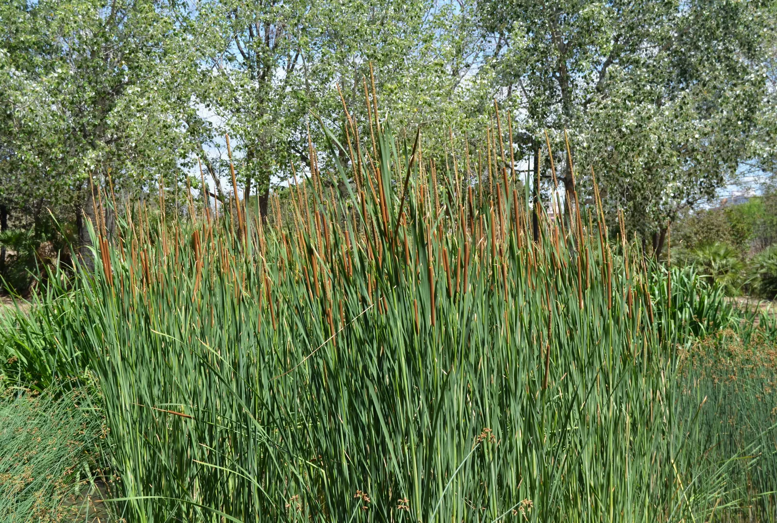 Tule (Typha Domingensis) — vertical element and can be used to craft natural screens or to add greenery along water features