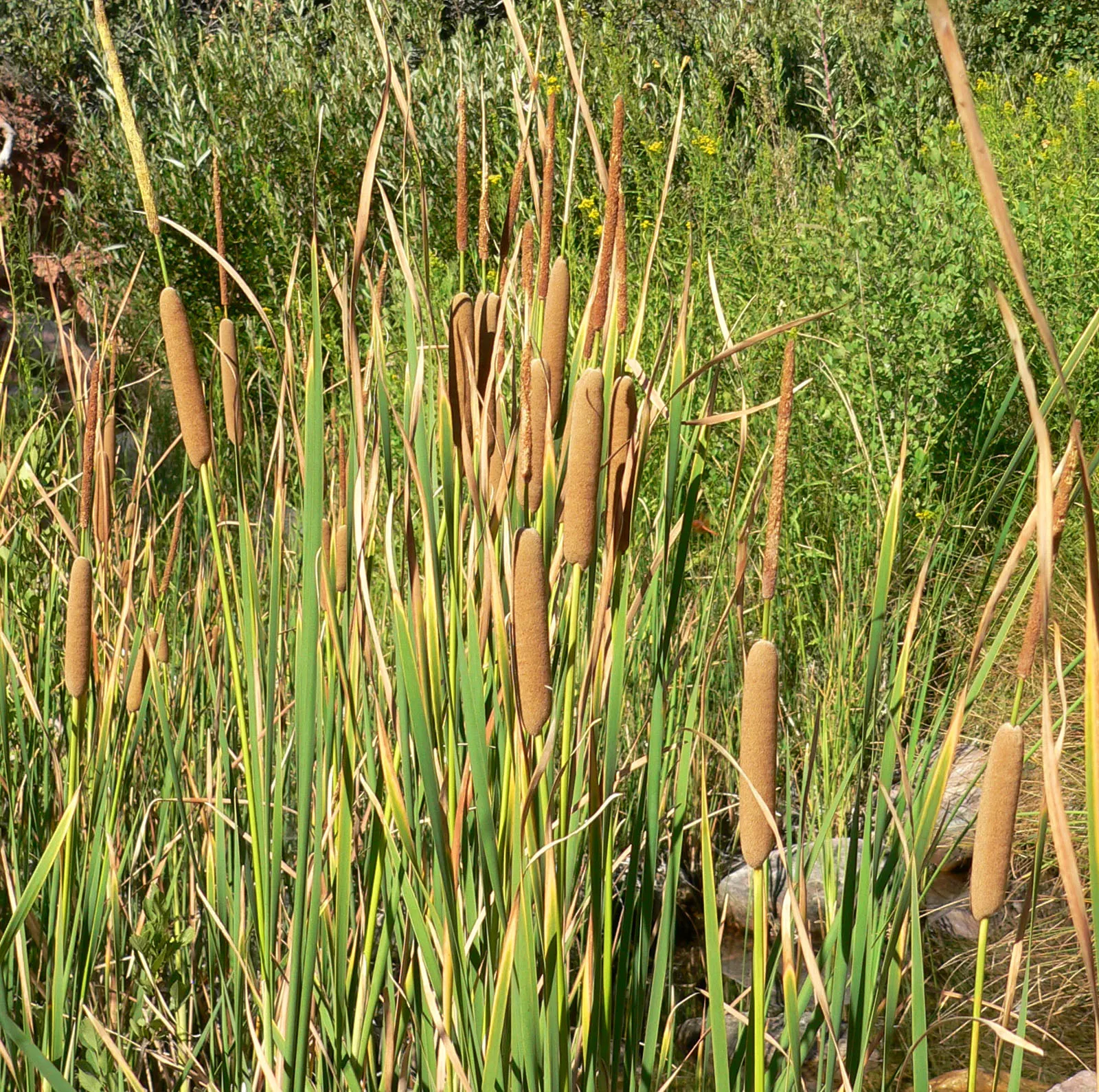 Tule (Typha Domingensis) — due to their vigorous nature; they should be planted in full sun to part shade in wet soil or up to 1.5 feet of standing water