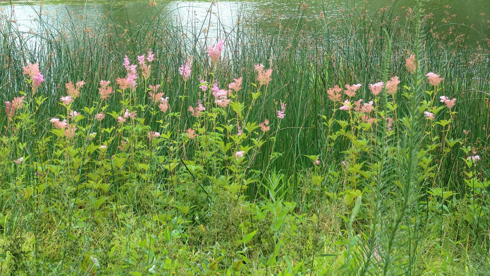 Tule (Typha Domingensis) — white flowers in the garden