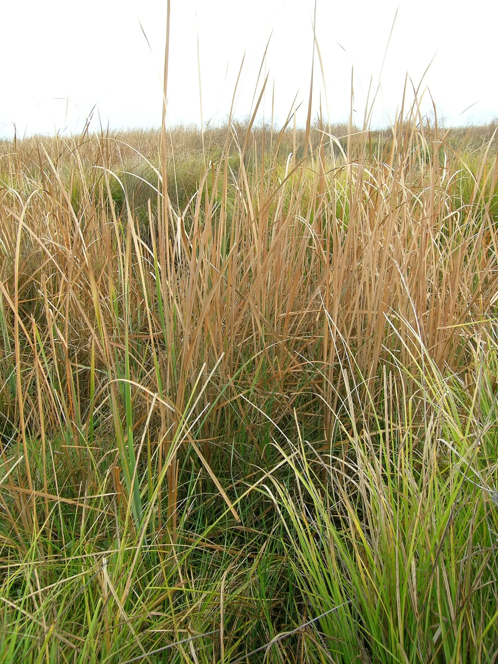 Tule (Typha Domingensis) — It thrives in full sun and can tolerate water depths up to 1 foot; reflecting their natural habitat conditions, image 51
