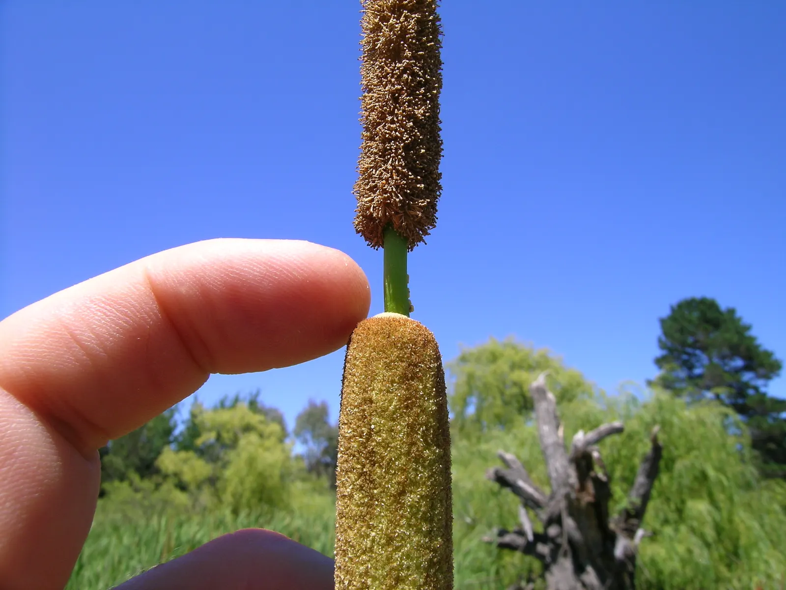 Tule (Typha Domingensis) — often referred to as Southern Cattail; white flowers in the garden, image 55