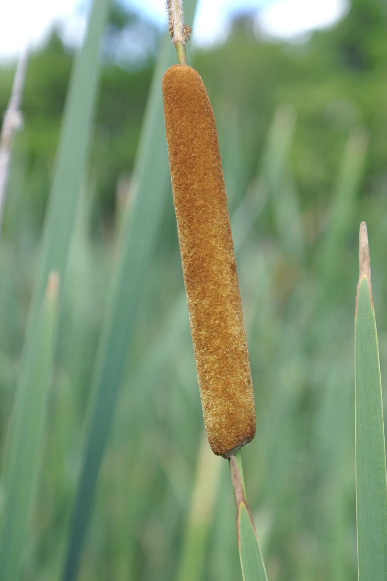 Tule (Typha Domingensis) — This robust perennial stands tall, with stalks typically reaching 5 to 9 feet in height