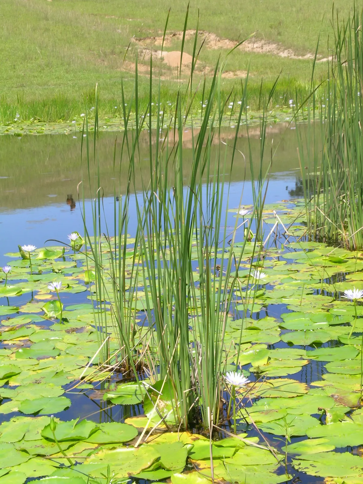 Tule (Typha Domingensis) — reflecting their natural habitat conditions; it thrives in full sun and can tolerate water depths up to 1 foot