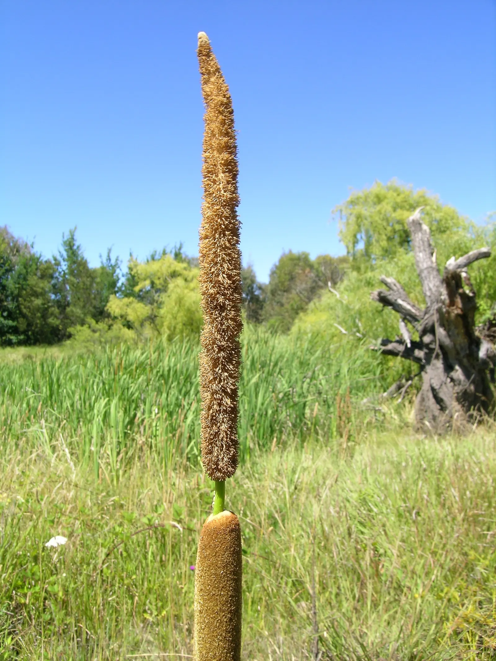 Tule (Typha Domingensis) — Blooming occurs in late summer; sturdy upright stalks topped with cylindrical brown flower spikes characterize this wetland native